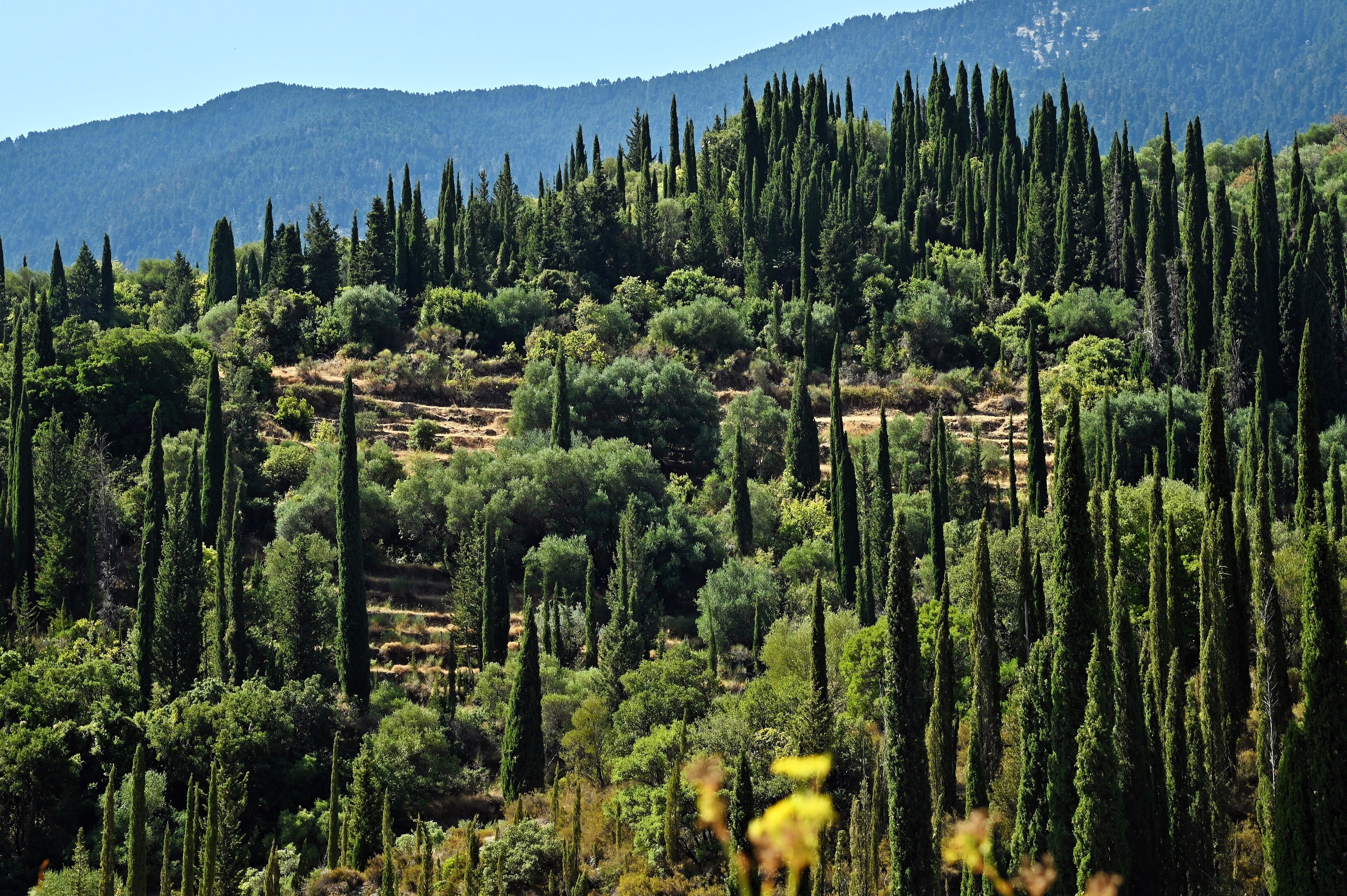 20 MEDITERRANEAN CYPRESS TREE Italian Pencil Pine Cedar Cupressus Sempervirens Stricta Seeds