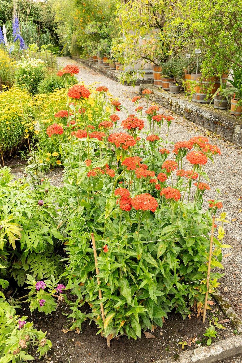 300 MALTESE CROSS Jerusalem Cross Lychnis Chalcedonica Campion Silene Flower Seeds