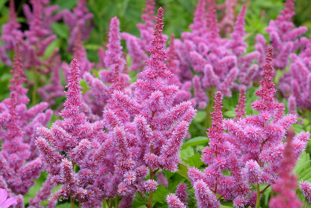 100 PINK MIX ASTILBE (False Spirea / False Goats Beard) Astilbe Chinensis Flower Seeds