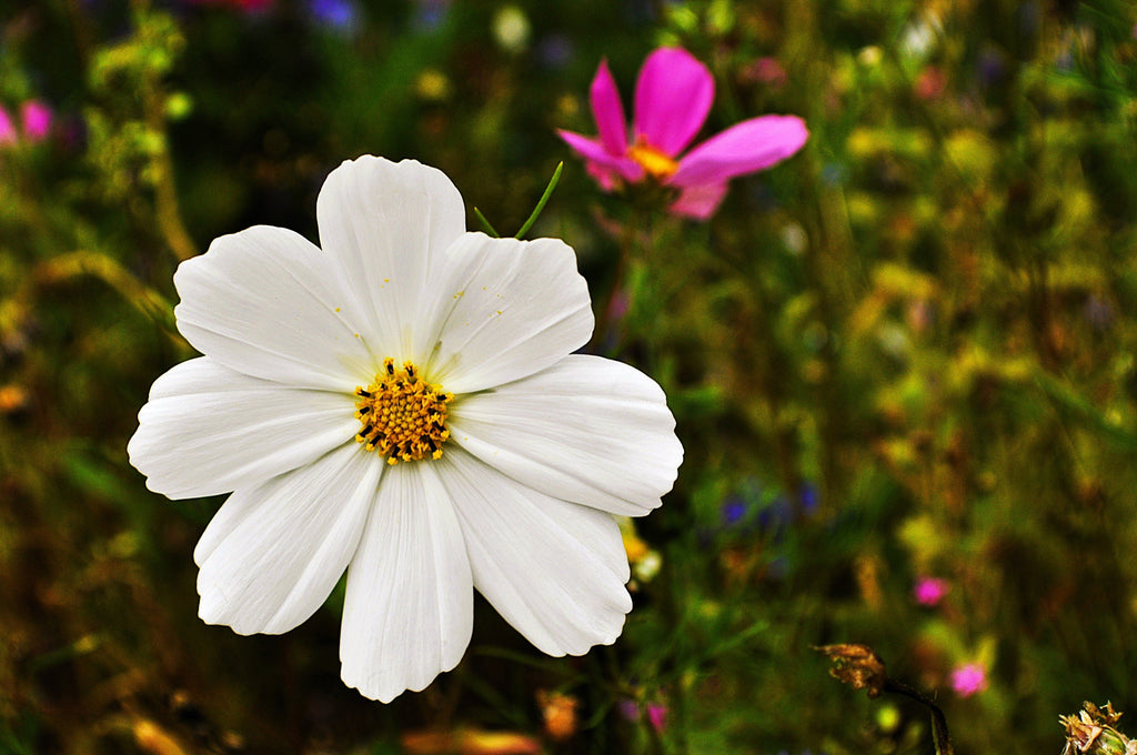 350 PURITY WHITE COSMOS Cosmos Bipinnatus Flower Seeds