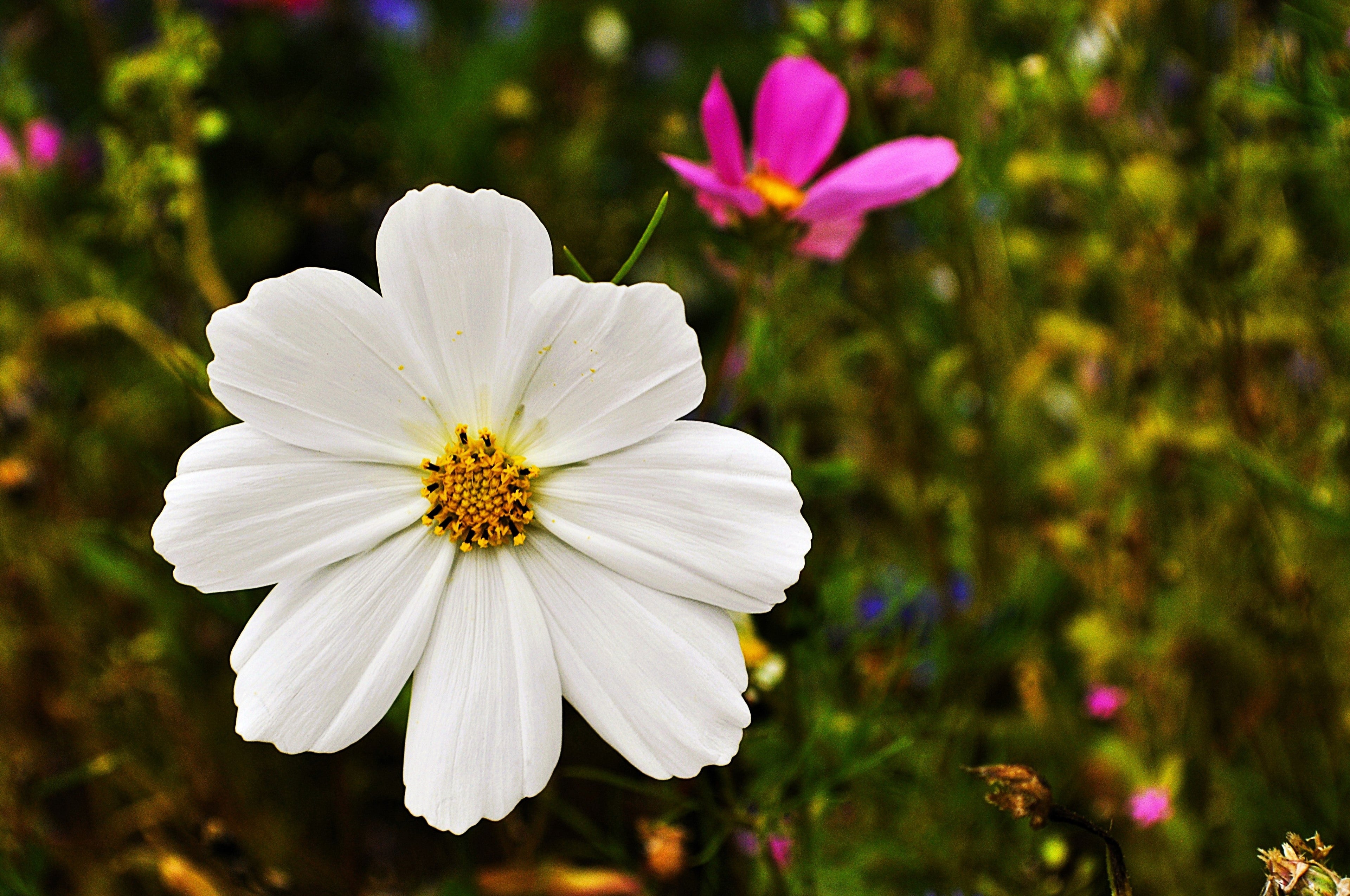 350 PURITY WHITE COSMOS Cosmos Bipinnatus Flower Seeds