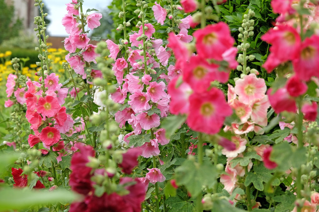 50 Mixed Colors HOLLYHOCK COUNTRY ROMANCE Mix Alcea Rosea Flower Seeds