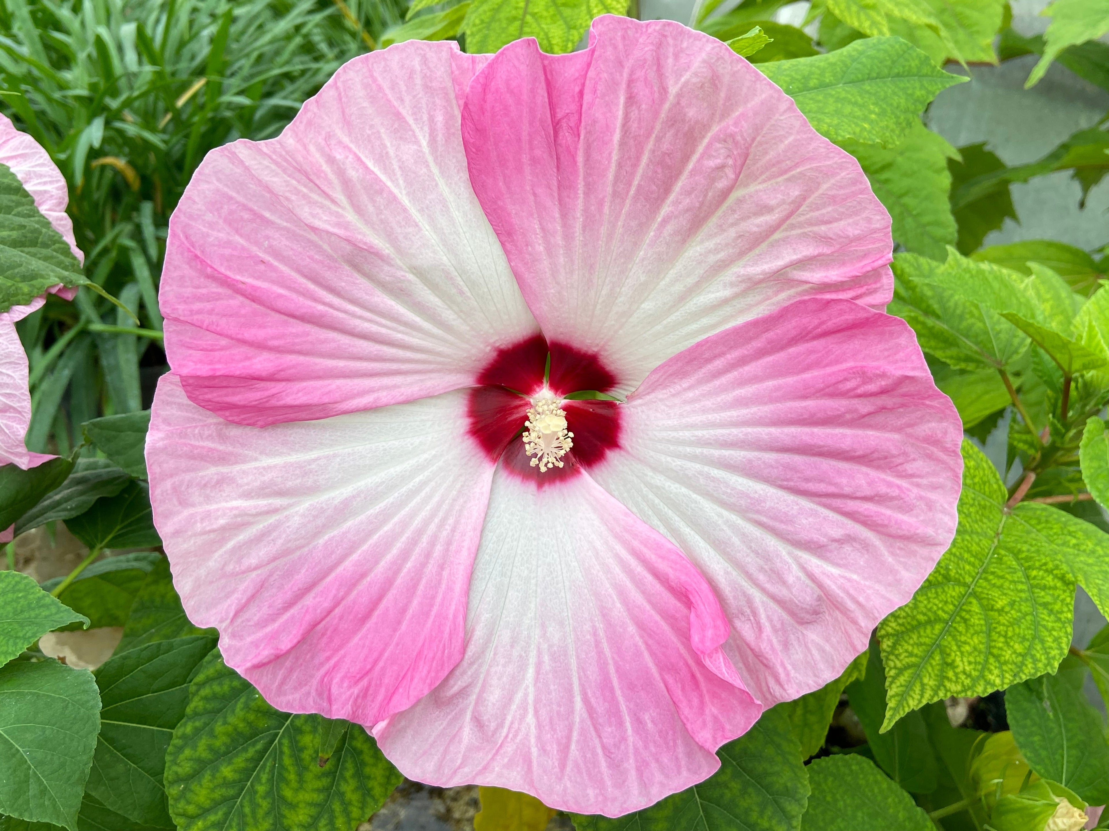 10 Luna PINK SWIRL Hardy HIBISCUS Moscheutos Flower Seeds
