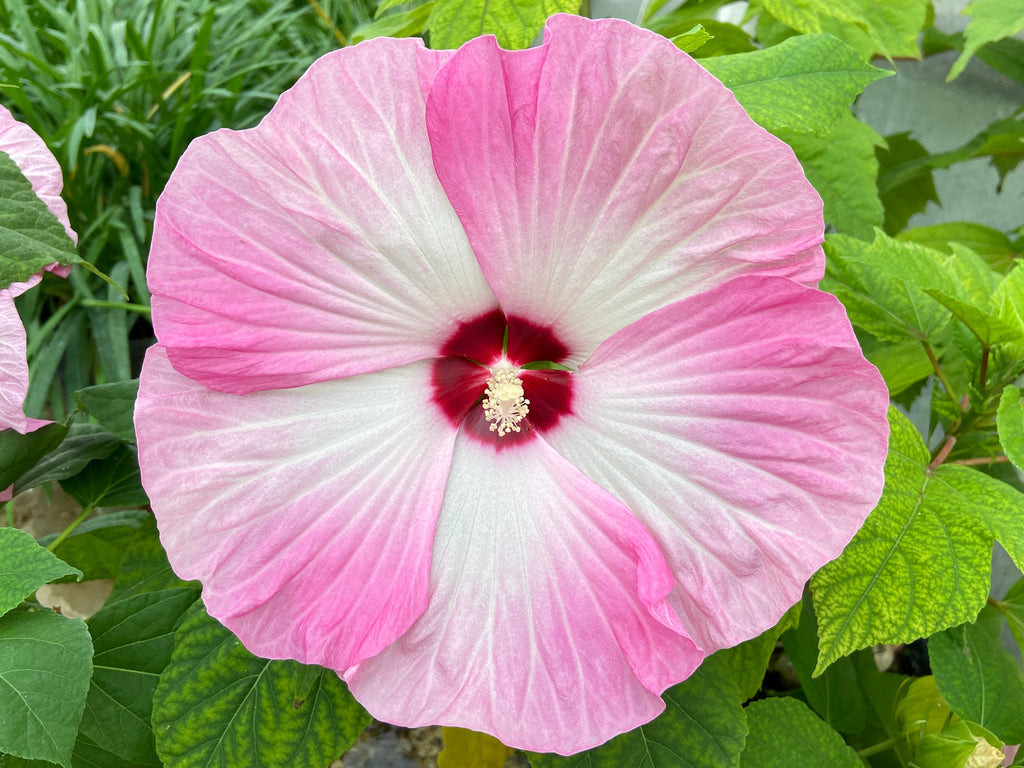 25 MIXED LUNA HIBISCUS Moscheutos Hardy Mixed Colors - Red, Hot Pink, Pink & White Swirl, and White Flower Seeds