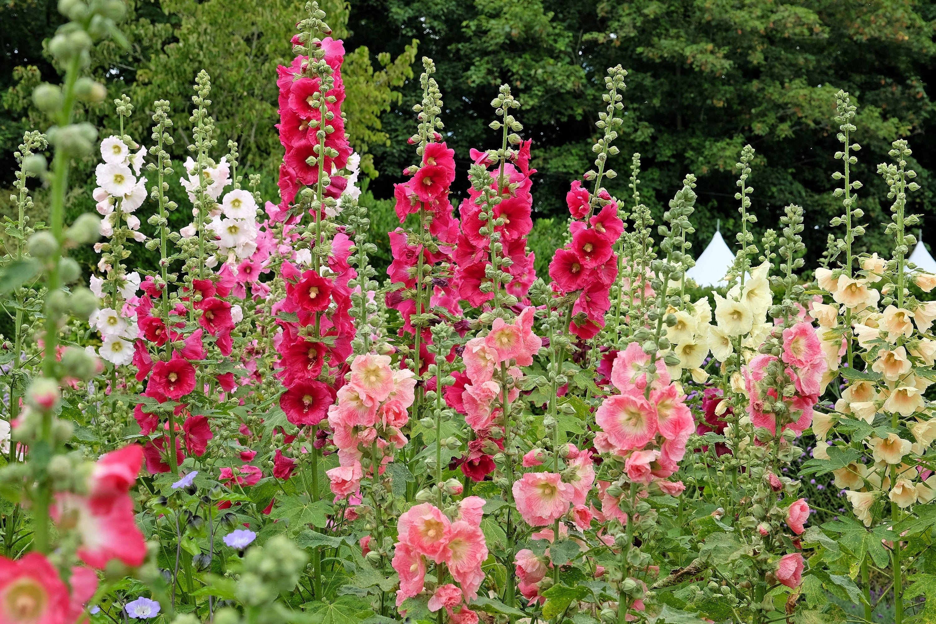 50 Mixed Colors HOLLYHOCK COUNTRY ROMANCE Mix Alcea Rosea Flower Seeds