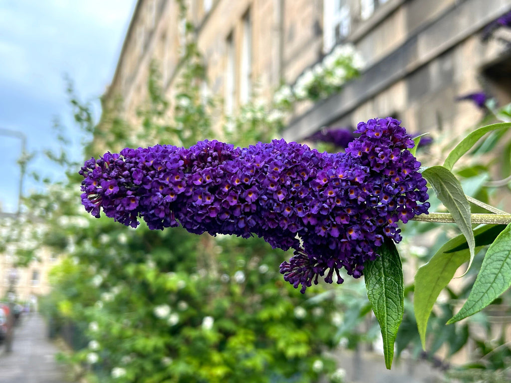 Buddleja Fragrant 50 Dark PURPLE BUTTERFLY BUSH Buddleja Davidii Hummingbird Shrub Fragr ...