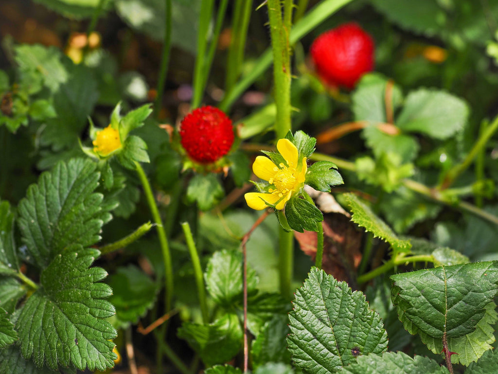 50 Red Indian TUTTIFRUTTI STRAWBERRY Duchesnea Indica Flower Berry Fruit Seed
