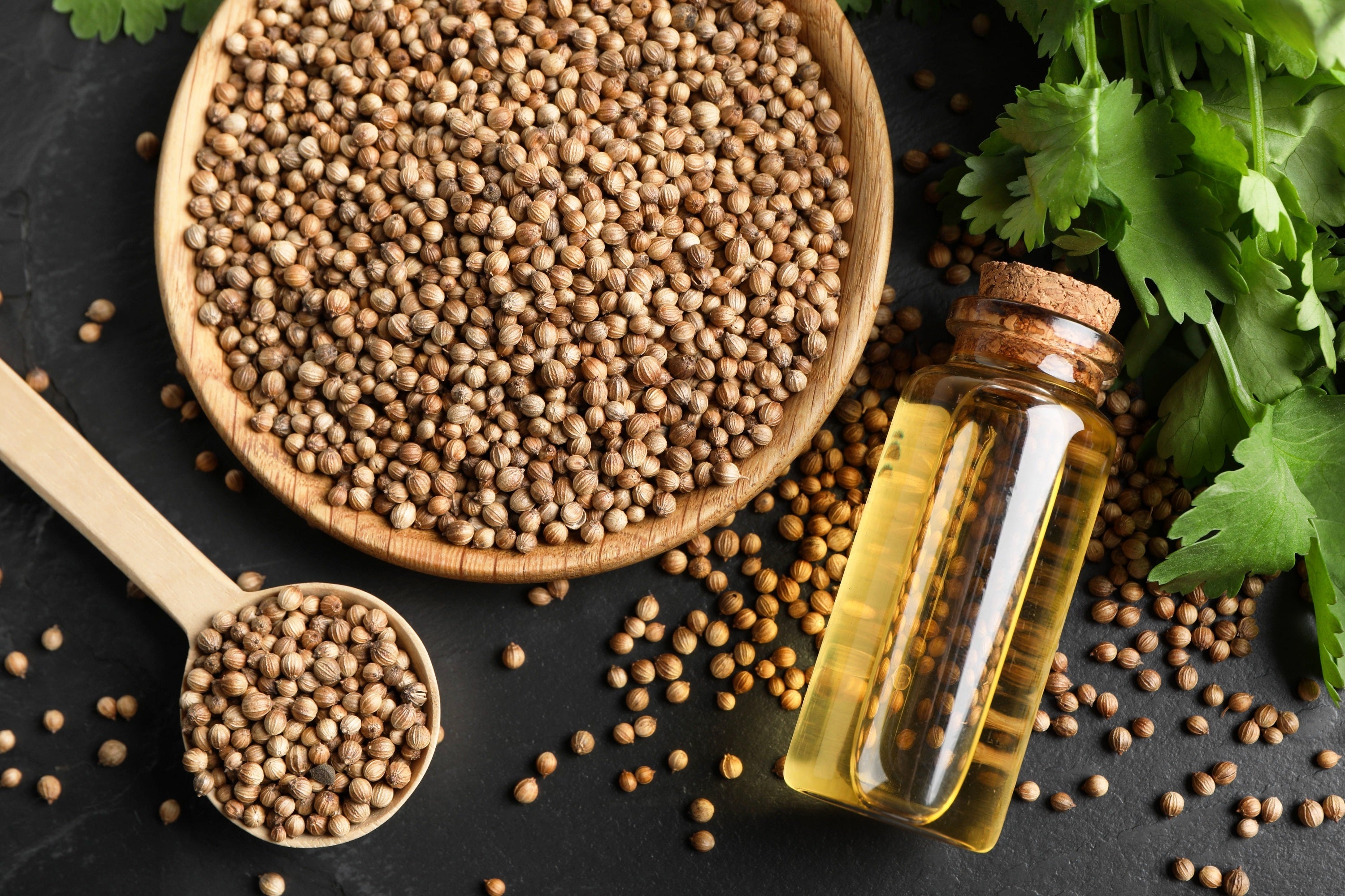 1000 CILANTRO / CORRIANDER / Chinese PARSLEY Coriandrum Sativum Herb Flower Seeds