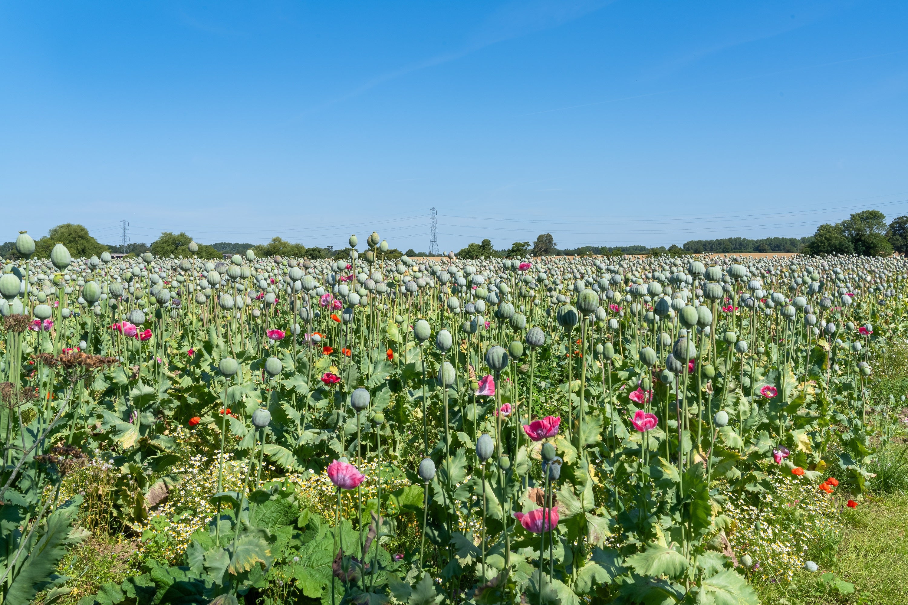 1000 POPPY " THE GIANT " Papaver Giganteum Pink & Purple Huge Pods Flower Seeds