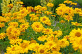 50 SUMMER SUN SUNDROPS Yellow Heliopsis Scabra False Sunflower Flower Seeds