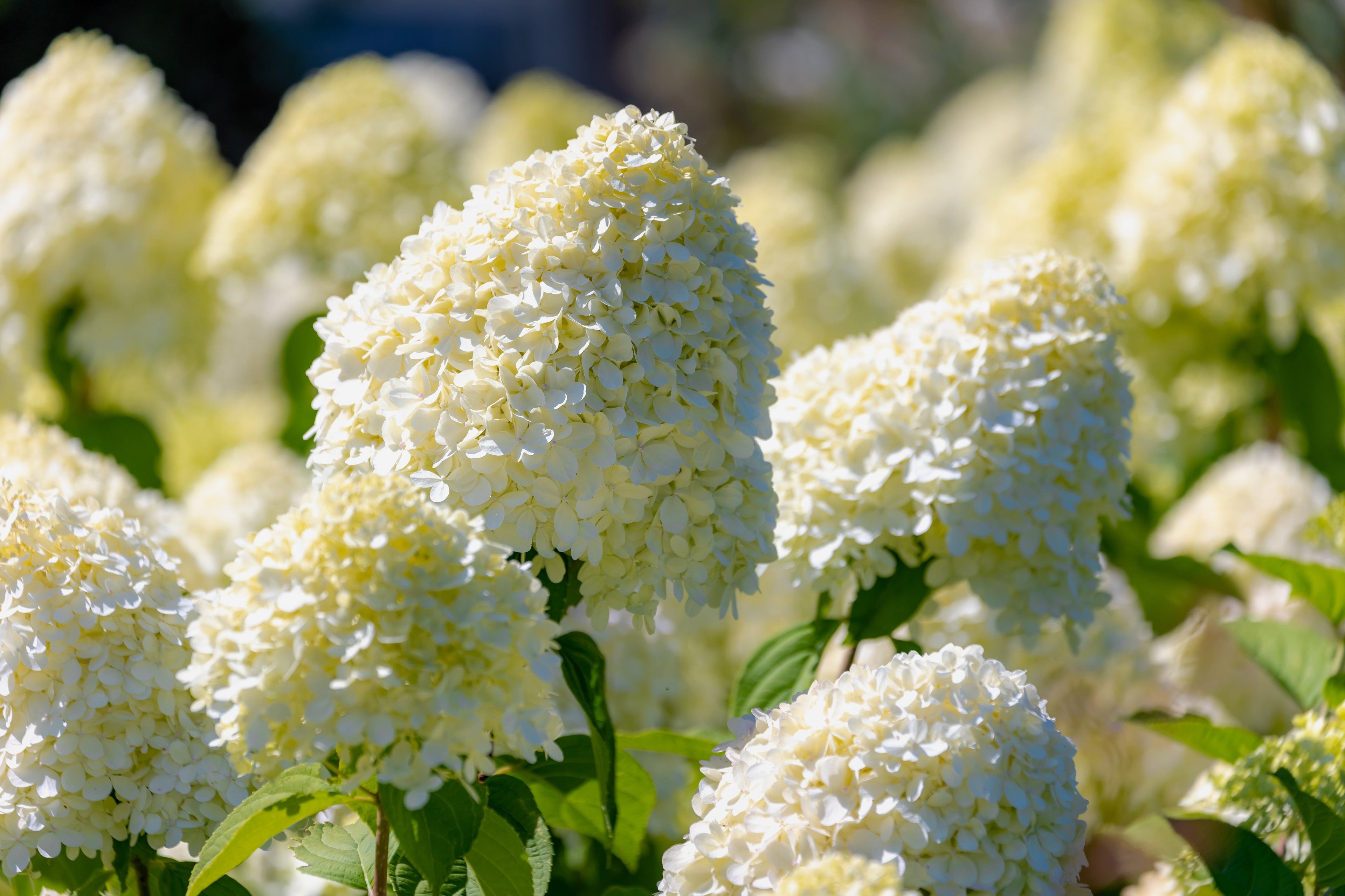 50 PEE GEE HYDRANGEA Paniculata Peegee Panicle White Pink Flower Shrub Seeds