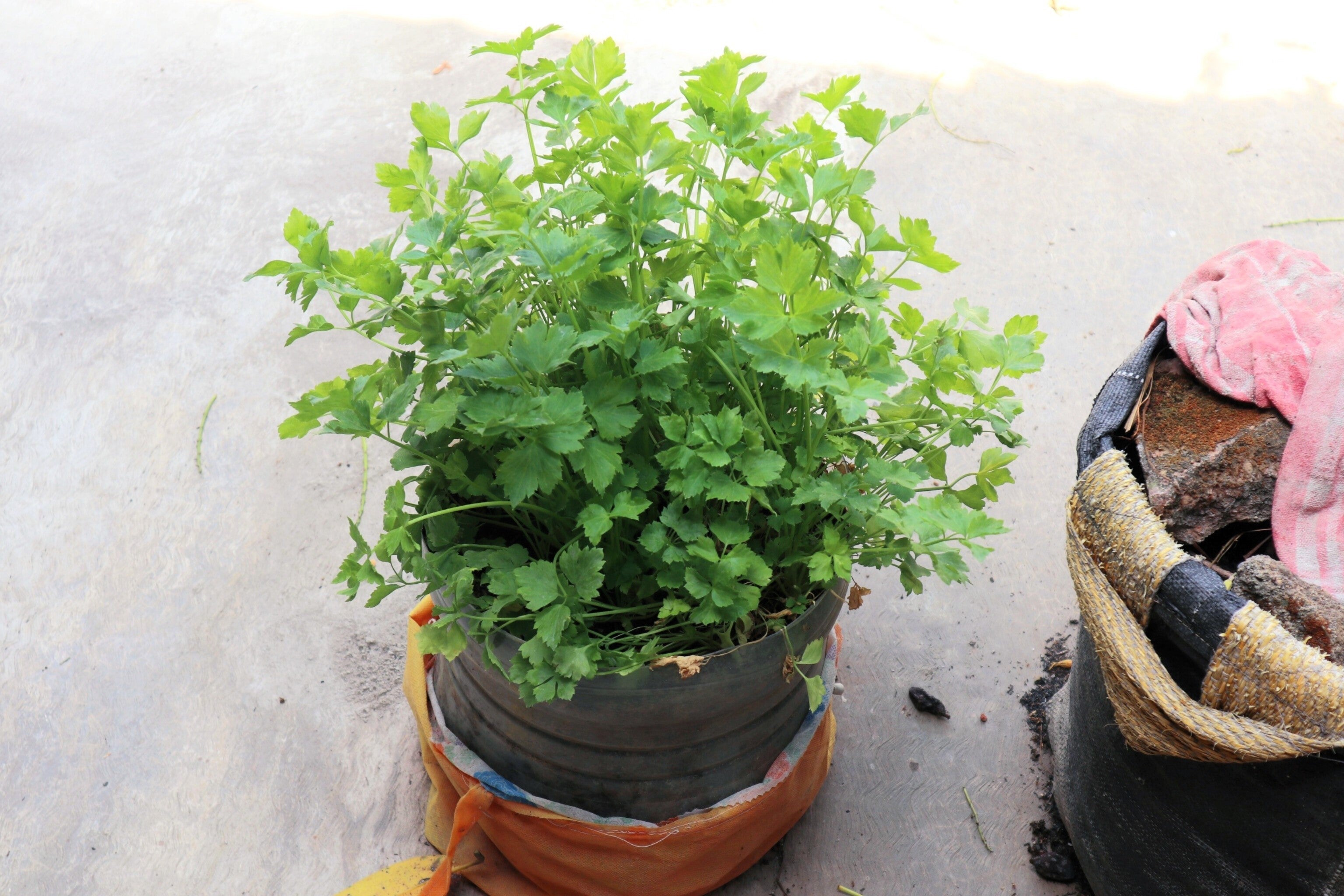 2000 CUTTING LEAF CELERY Apium Graveolens Soup Vegetable Herb Seeds