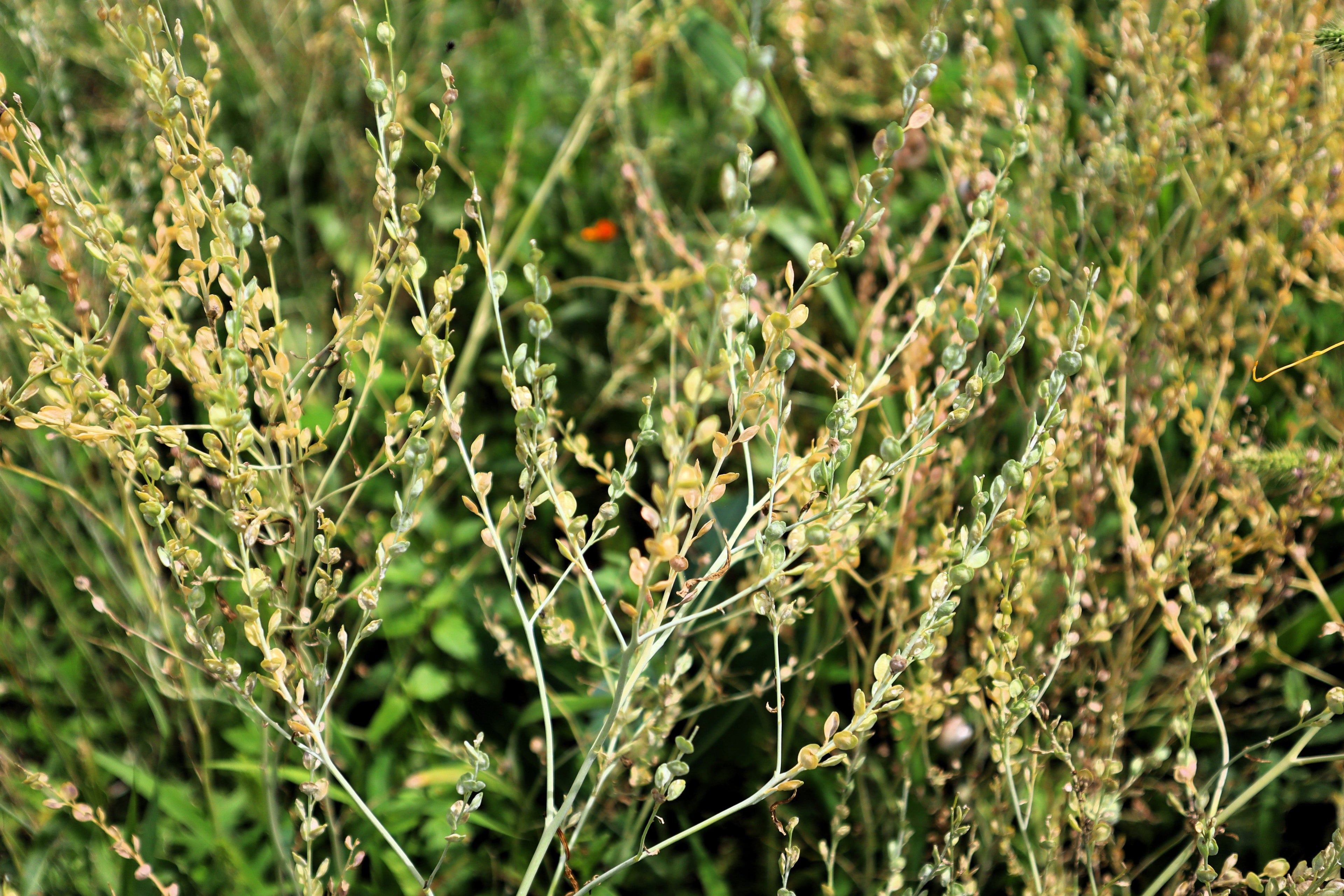 1500 WRINKLED CRINKLED CRESS Garden Lepidium Sativum Greens Vegetable Seeds