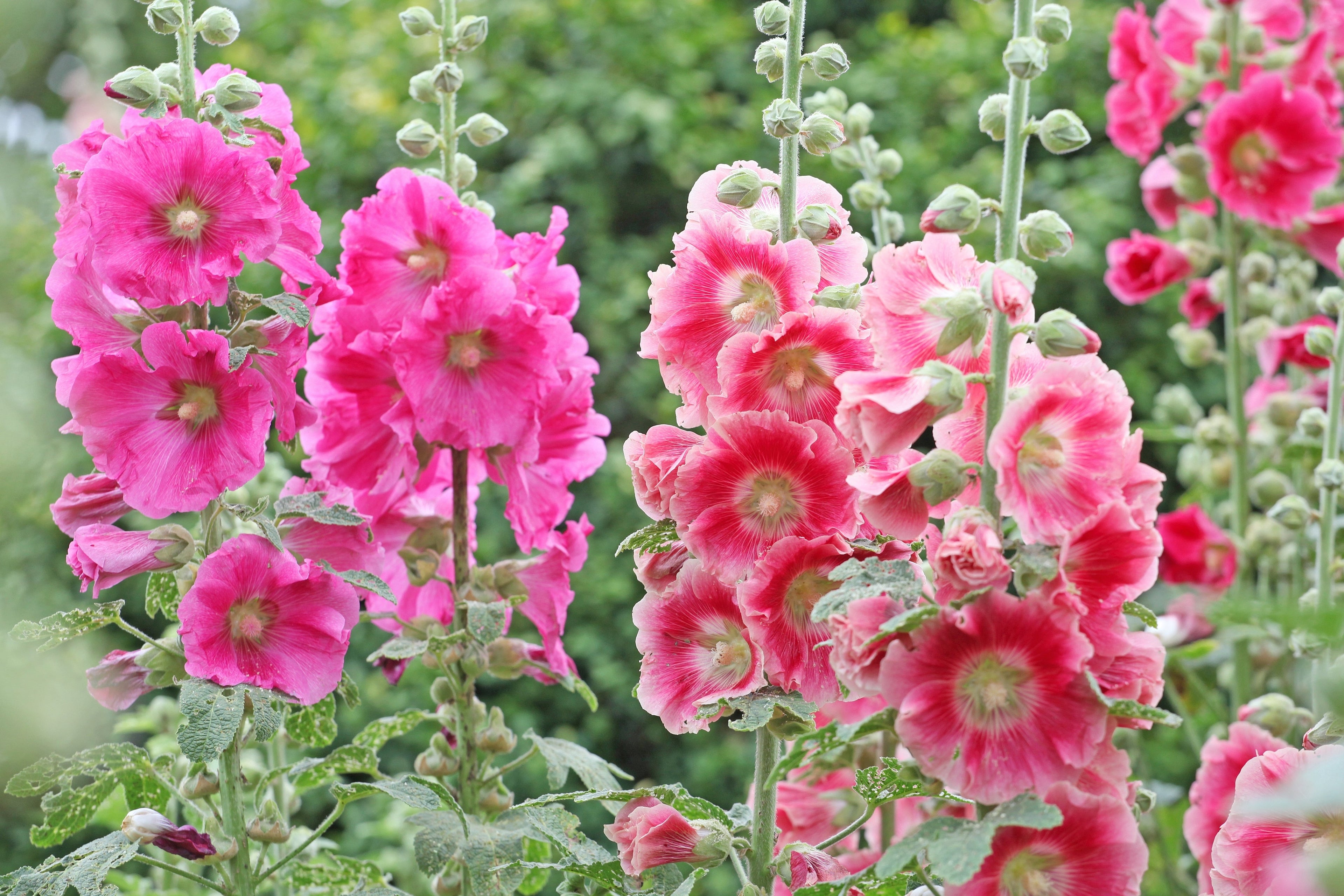 50 Mixed Colors HOLLYHOCK COUNTRY ROMANCE Mix Alcea Rosea Flower Seeds