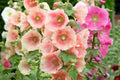 25 PEACH HOLLYHOCK Alcea Rosea Flower Seeds Perennial