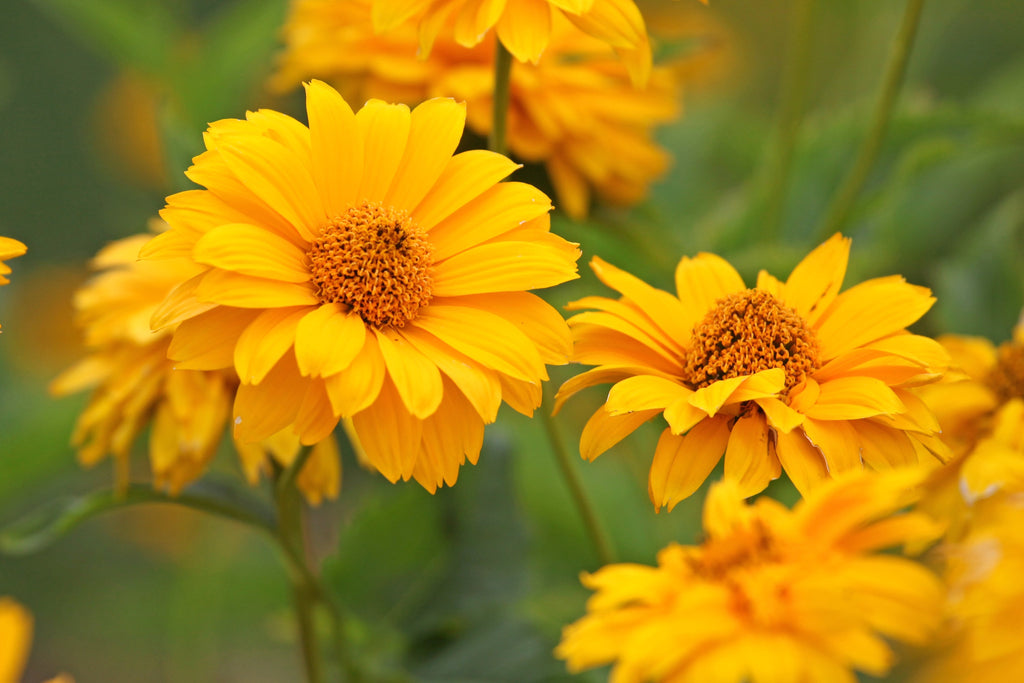 50 SUMMER SUN SUNDROPS Yellow Heliopsis Scabra False Sunflower Flower Seeds