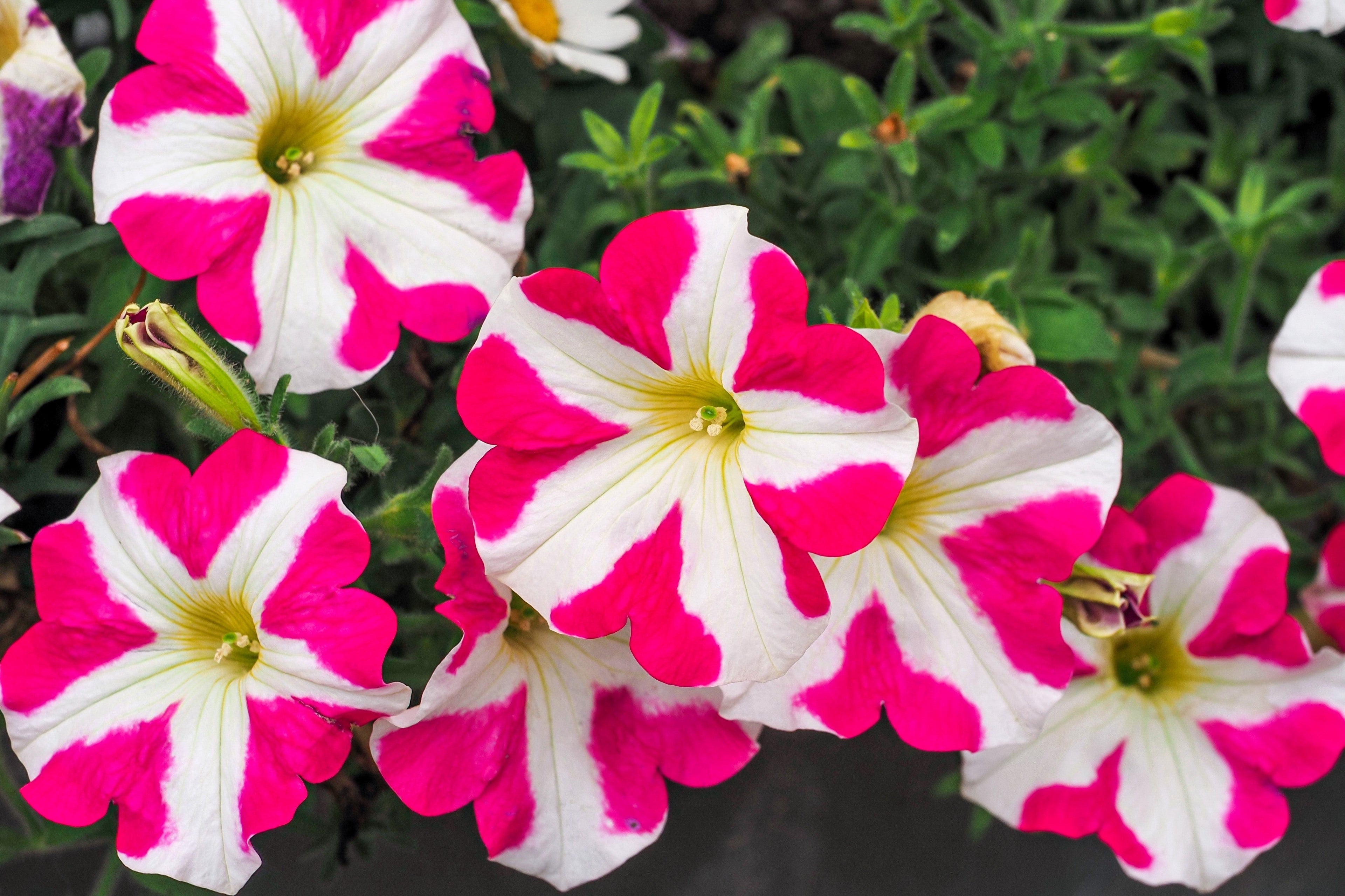 100 STAR MIX PETUNIA Mixed Colors Petunia Violacea Flower Seeds Red Blue Purple