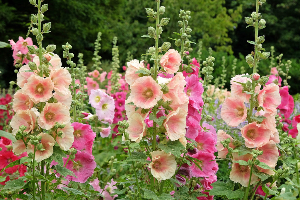 25 PEACH HOLLYHOCK Alcea Rosea Flower Seeds Perennial