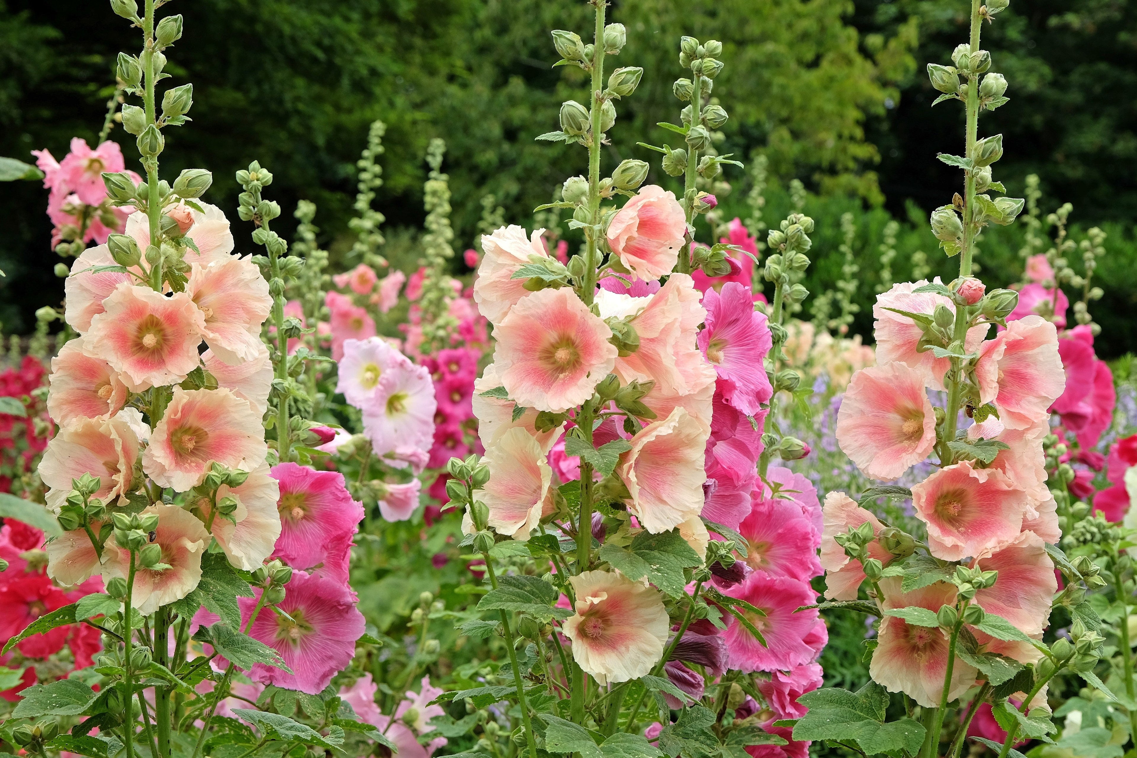 25 PEACH HOLLYHOCK Alcea Rosea Flower Seeds Perennial