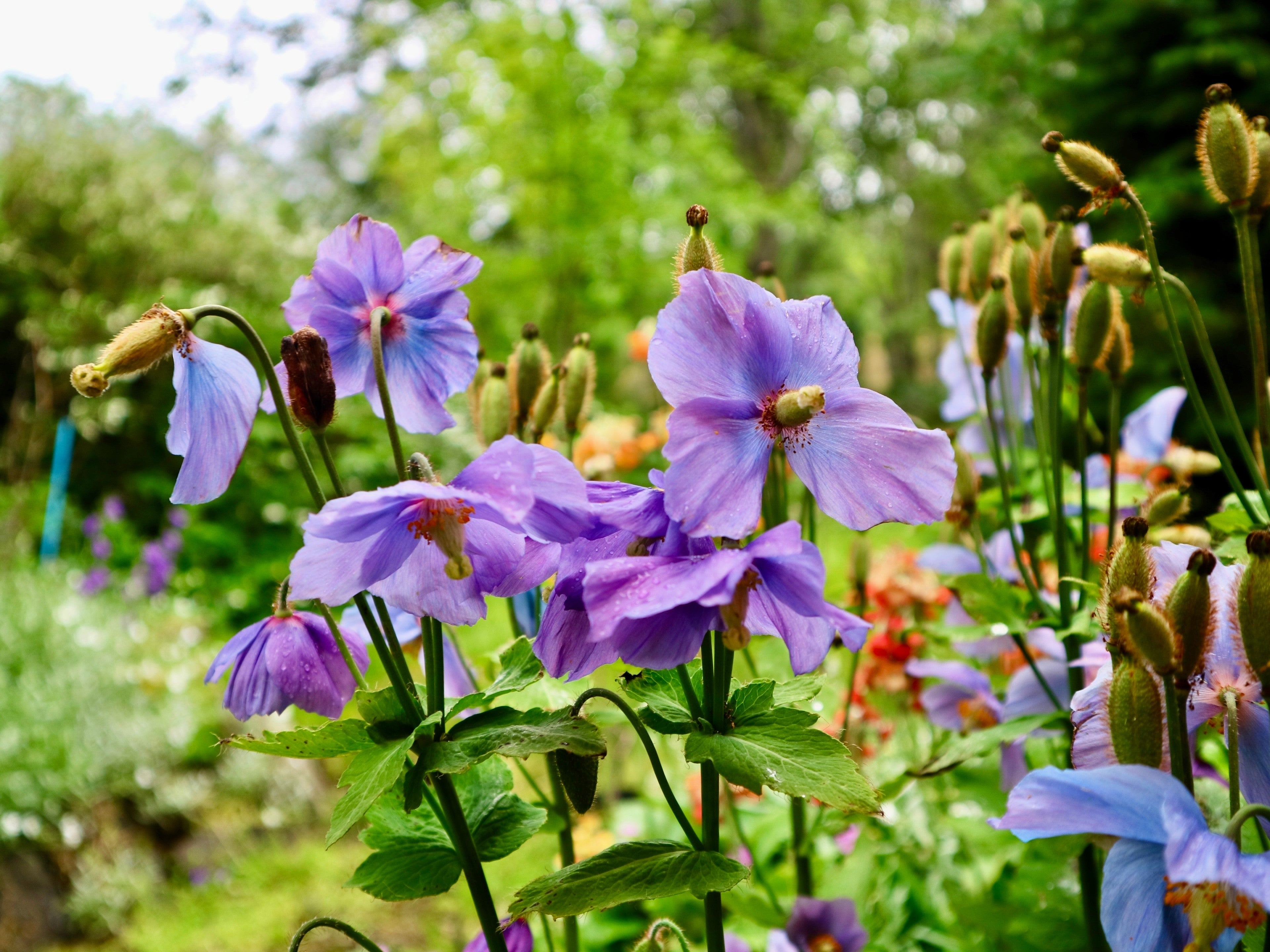 10 VIOLET HIMALAYAN POPPY Meconopsis Betonicifolia Purple Hensol Flower Seeds