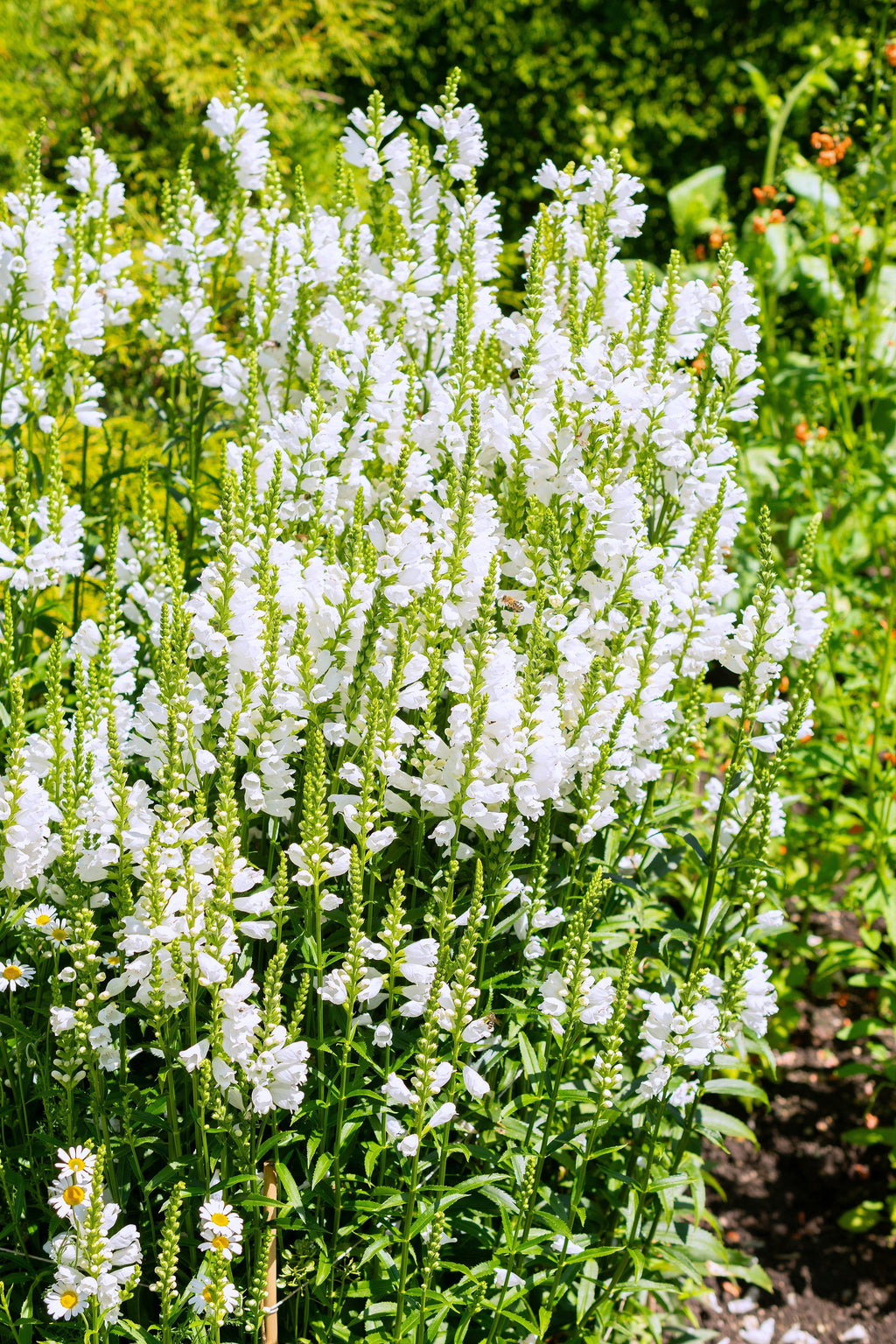 50 WHITE Showy OBEDIENT PLANT False Dragon Head Physostegia Virginiana Flower Seeds