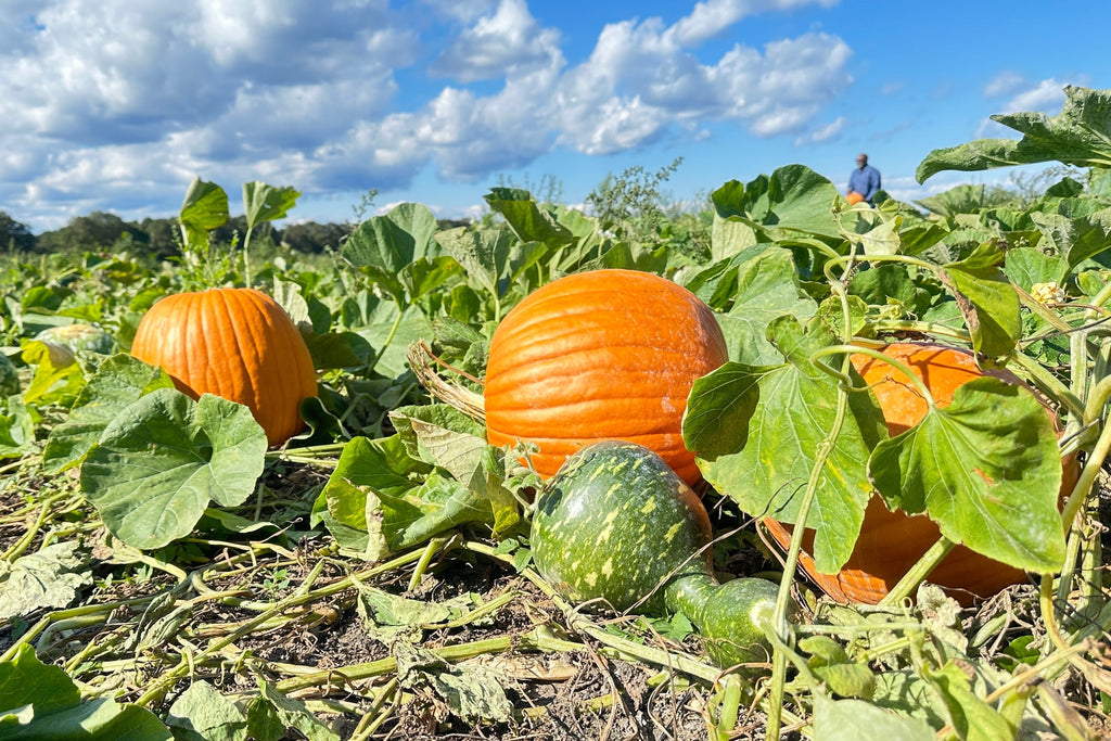 50 CONNECTICUT FIELD PUMPKIN Big Tom Orange Yankee Cucurbita Pepo Vegetable Seeds