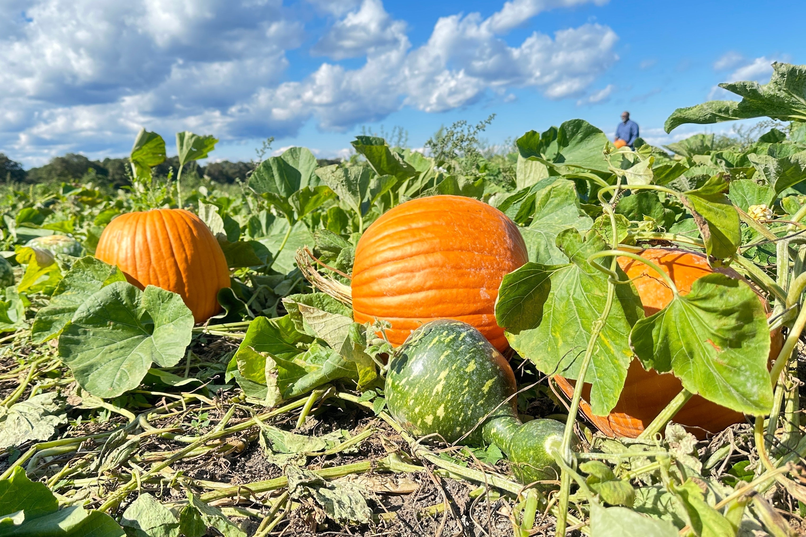 50 CONNECTICUT FIELD PUMPKIN Big Tom Orange Yankee Cucurbita Pepo Vegetable Seeds