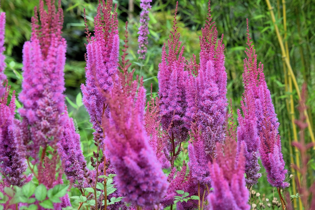 50 MIXED Colors ASTILBE BUNTER Astilbe Simplicifolia Shade Red White Purple Pink Flower Seeds