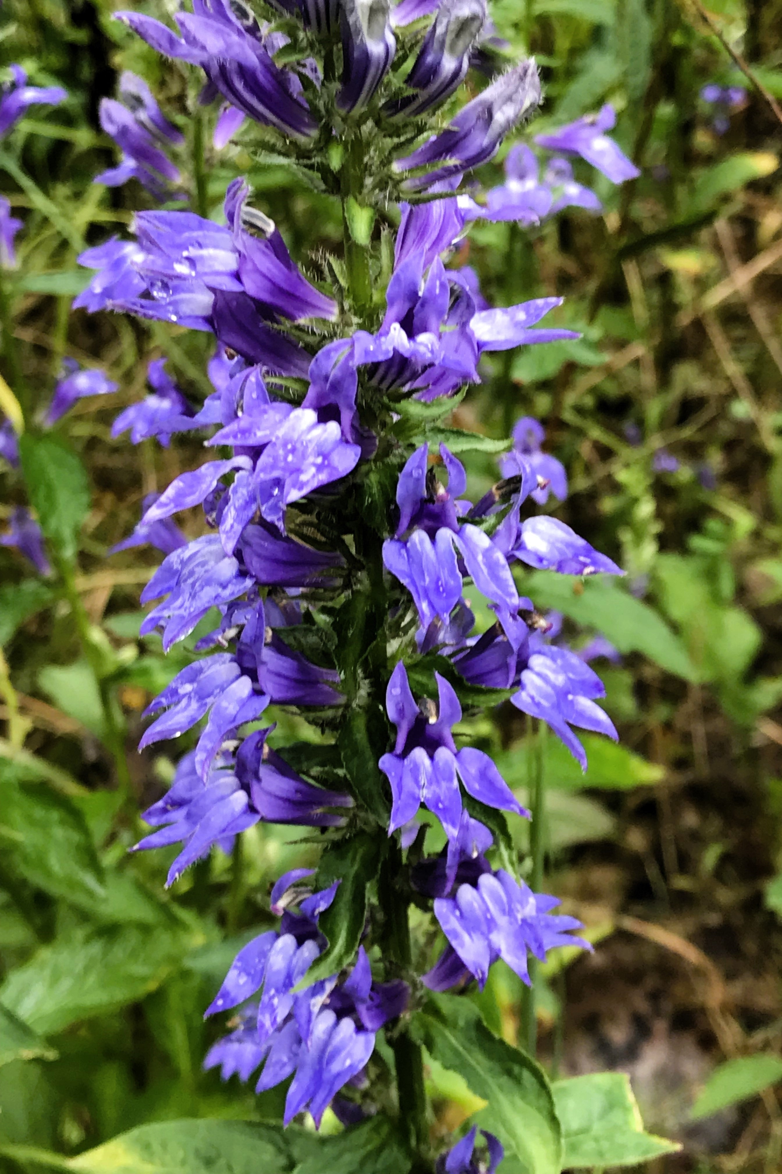 500 GREAT BLUE LOBELIA Lobelia Siphilitica Flower Seeds
