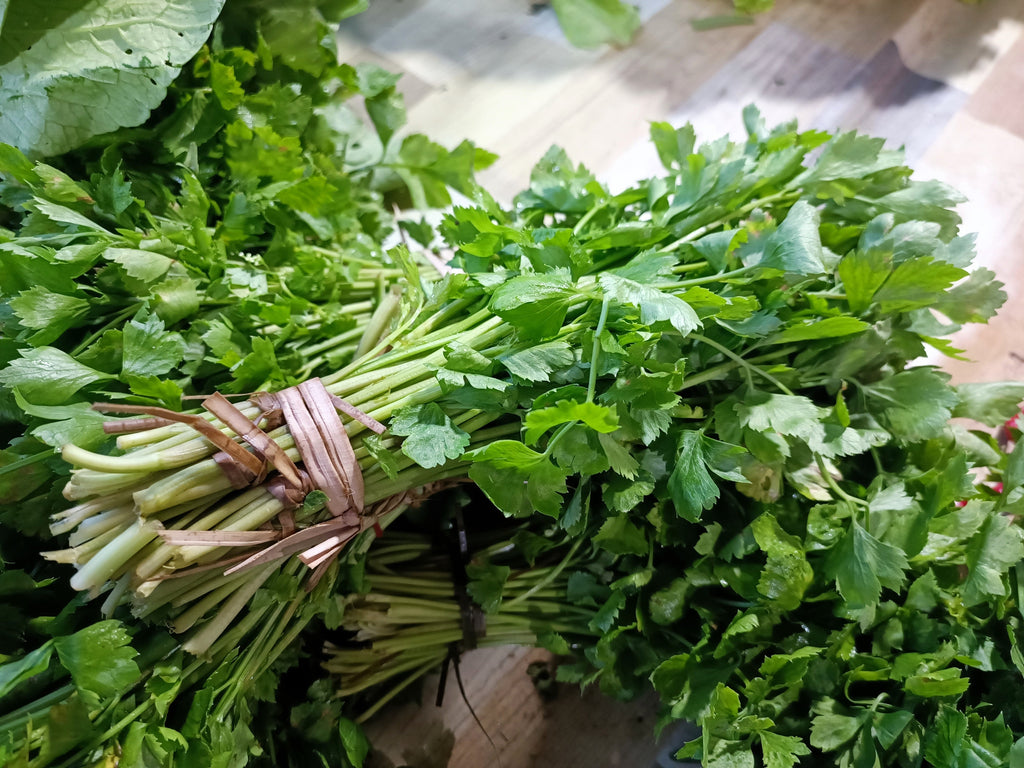 2000 Cutting LEAF CELERY Apium Graveolens Secalinum European Chinese Herb Seeds