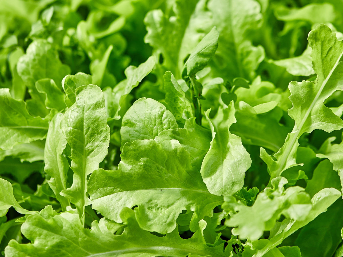 Brotes Rugula 2000 ROQUETTE ARUGULA aka Rocket / Rucola / Rugula - Eruca Vesicaria S ...