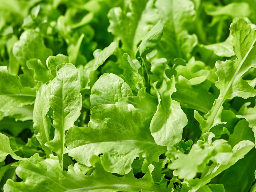 2000 ROQUETTE ARUGULA aka Rocket / Rucola / Rugula - Eruca Vesicaria Sativa Herb Vegetable Seeds