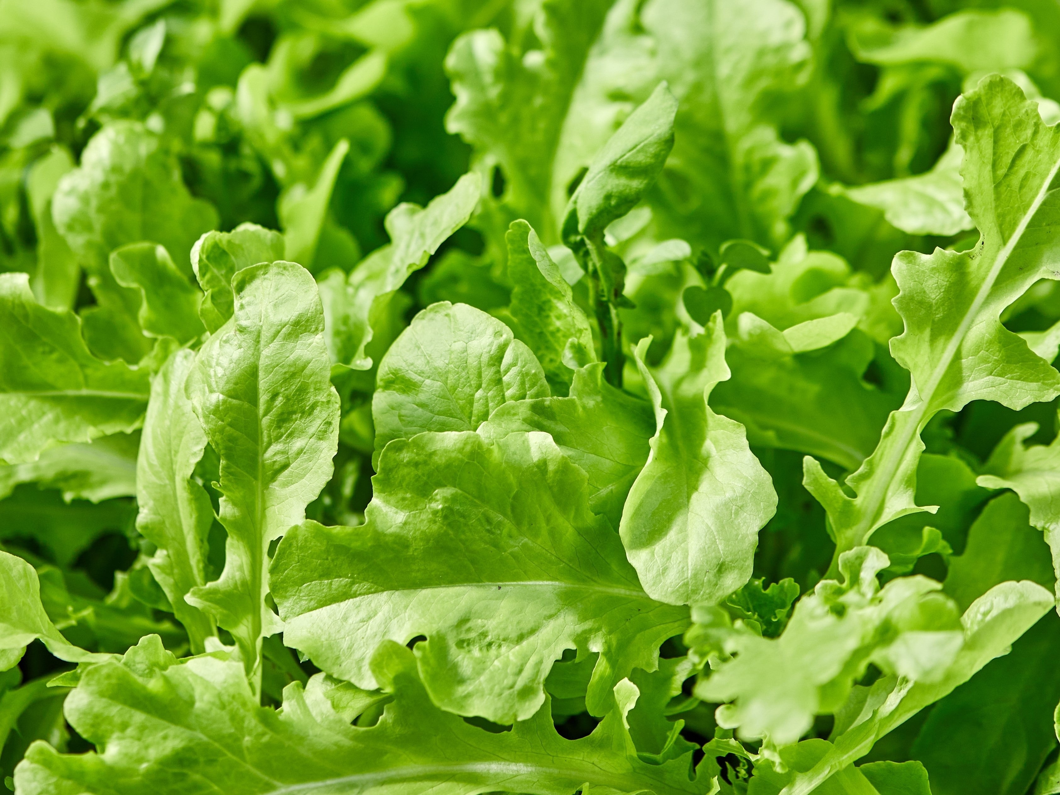 2000 ROQUETTE ARUGULA aka Rocket / Rucola / Rugula - Eruca Vesicaria Sativa Herb Vegetable Seeds