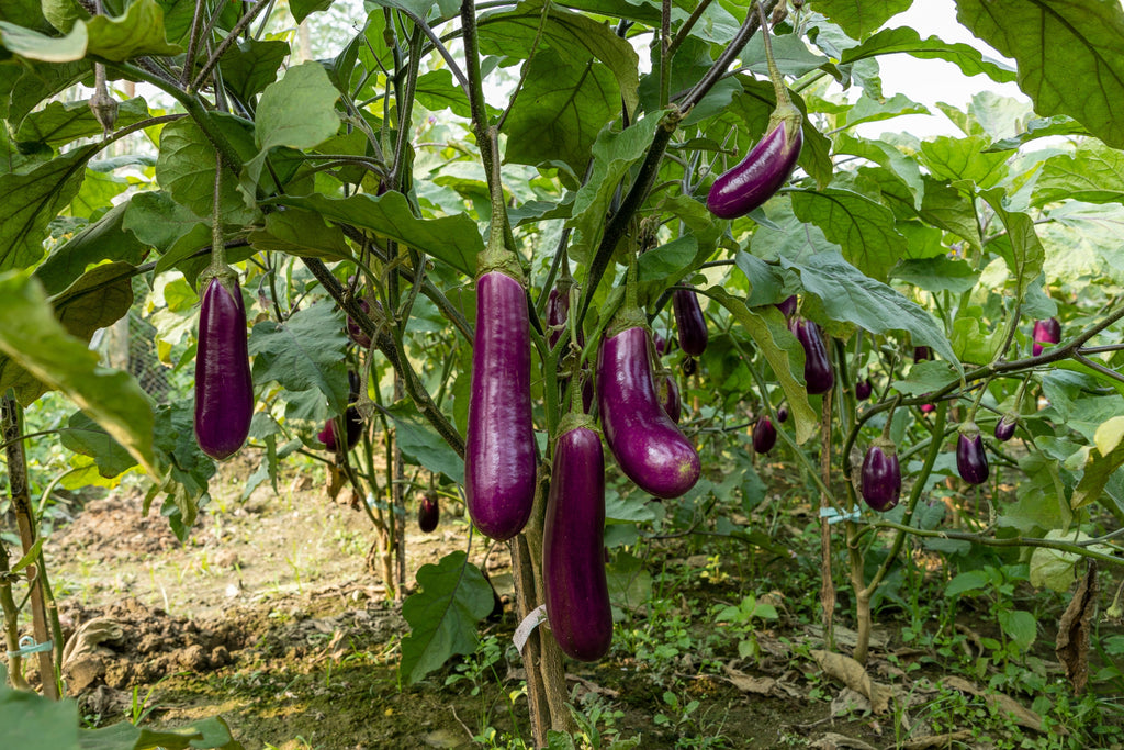1000 LONG PURPLE EGGPLANT Solanum Melongena Esculentum Vegetable Seeds