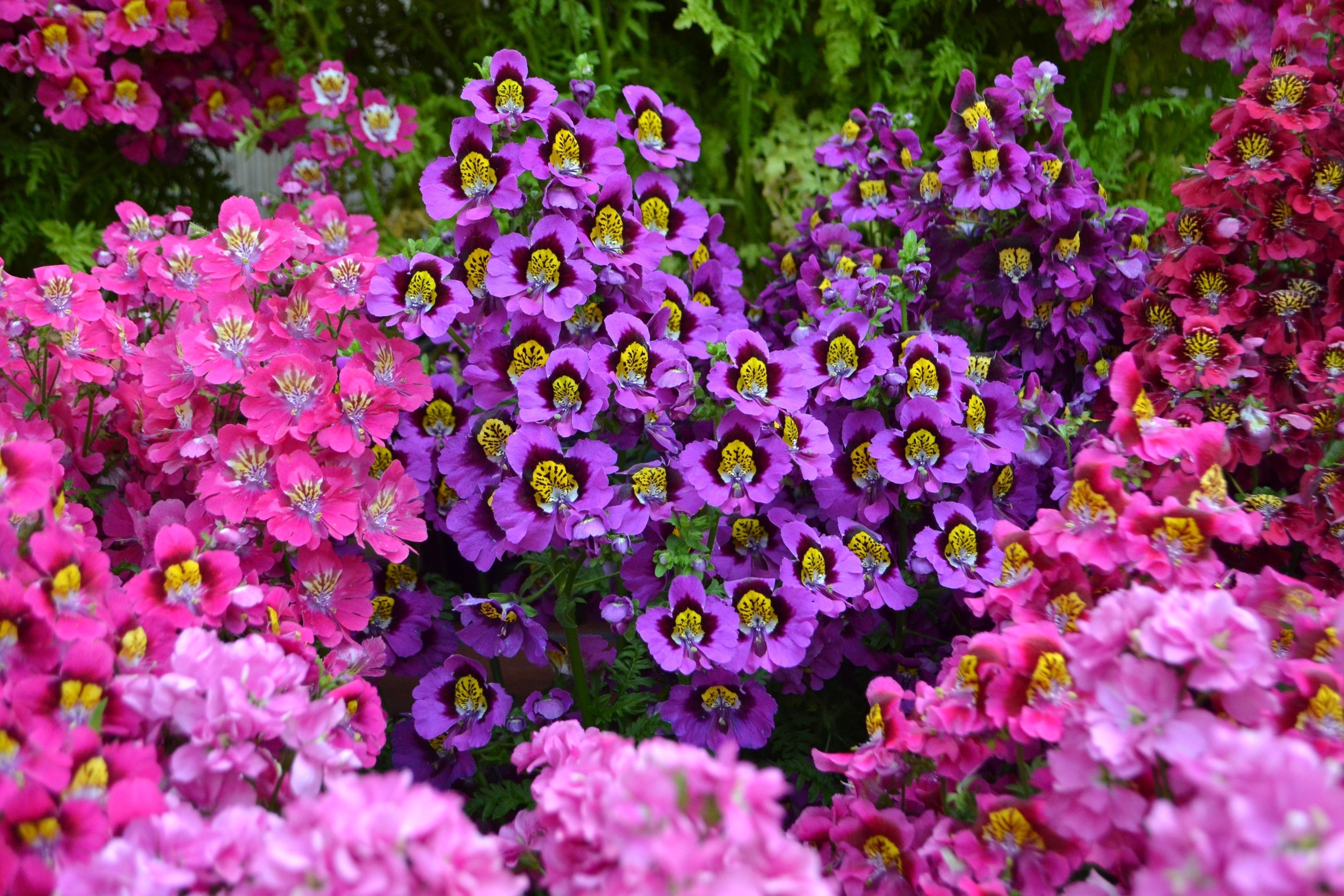 200 Mixed Colors BUTTERFLY ORCHID (Poor Mans Orchid / Angel Wings) Schizanthus Wisetonensis Flower Seeds