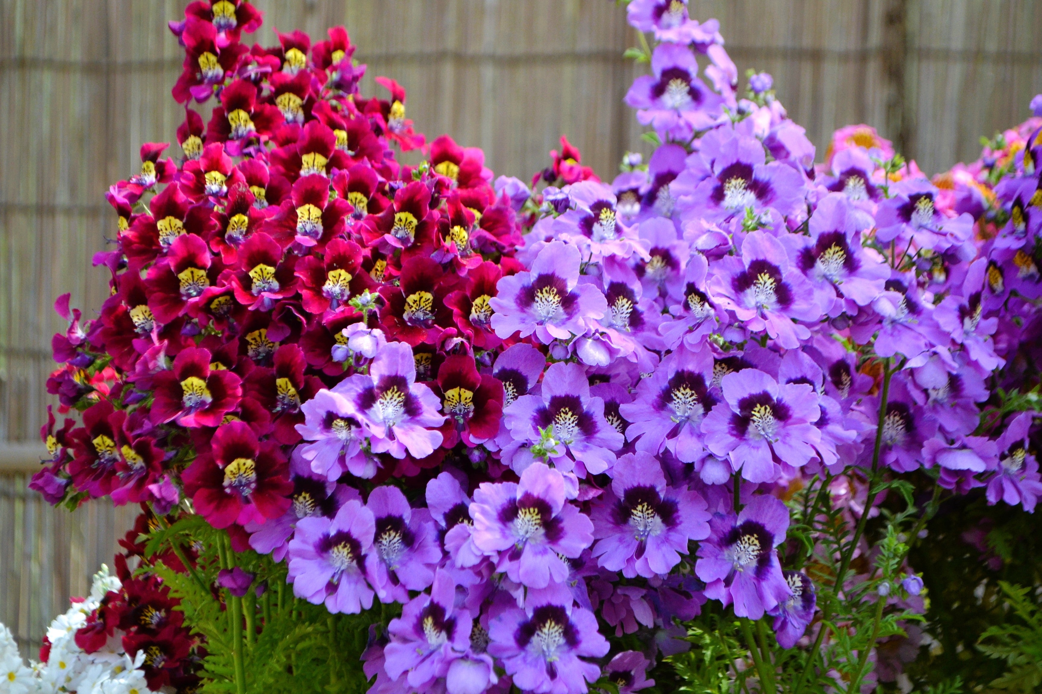 200 Mixed Colors BUTTERFLY ORCHID (Poor Mans Orchid / Angel Wings) Schizanthus Wisetonensis Flower Seeds