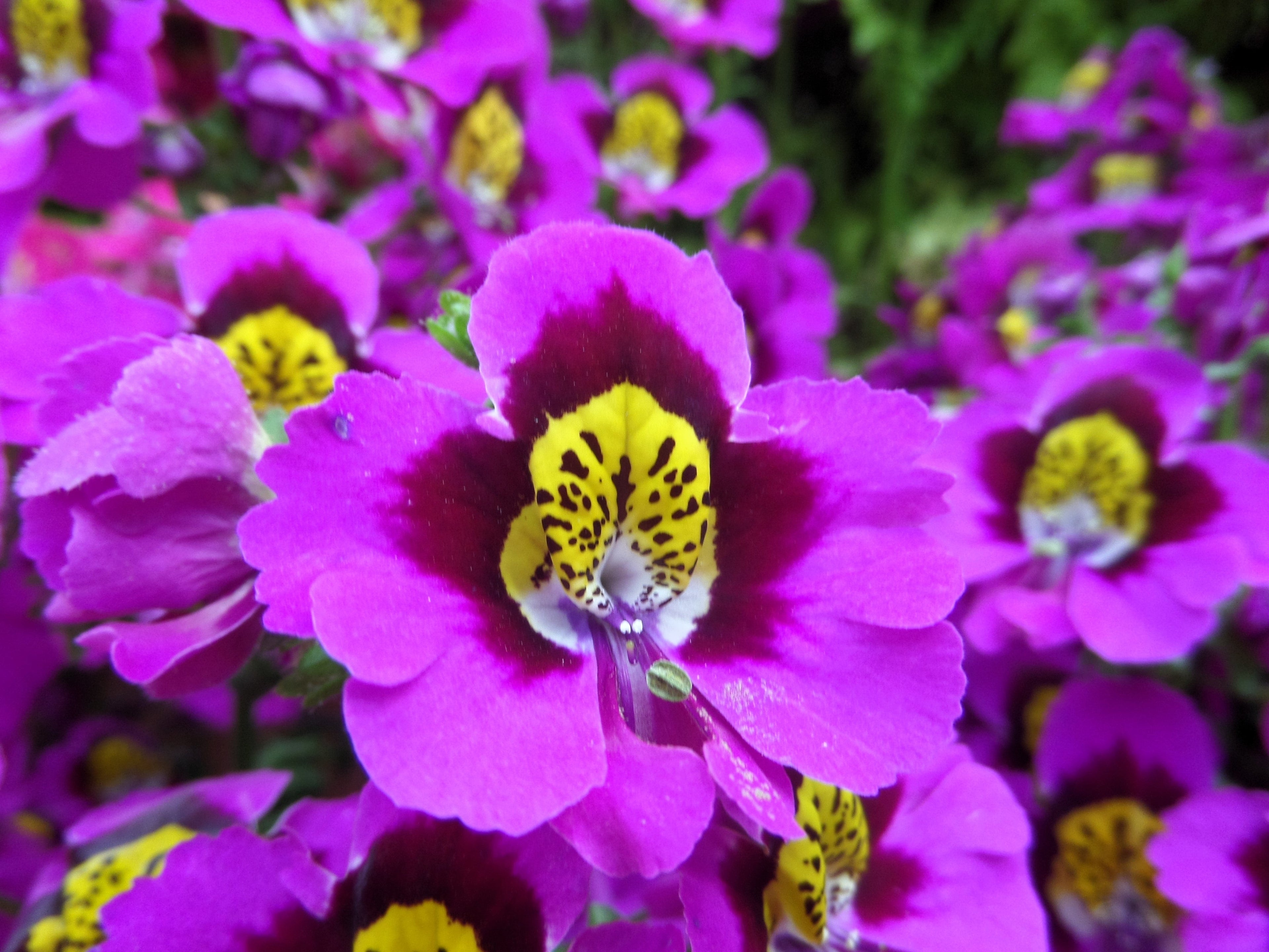 200 Mixed Colors BUTTERFLY ORCHID (Poor Mans Orchid / Angel Wings) Schizanthus Wisetonensis Flower Seeds