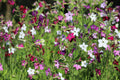 100 Heirloom MIXED COLORS NICOTIANA (Ornamental Flowering Tobacco) Nicotiana Alata Flower Seeds