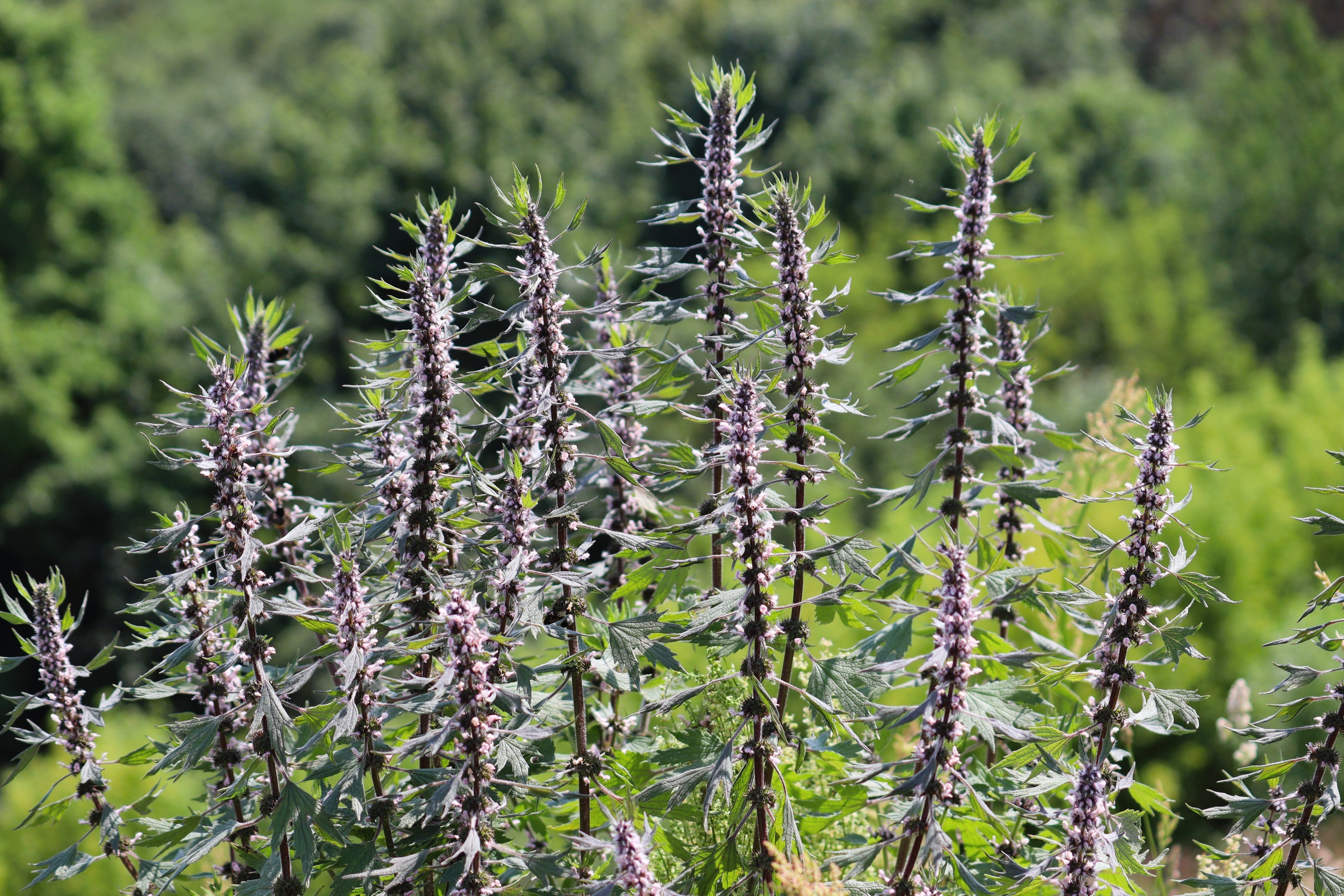 50 MOTHERWORT (Lions Tail / Heartwort) Leonurus Cardiaca Herb Flower Seeds