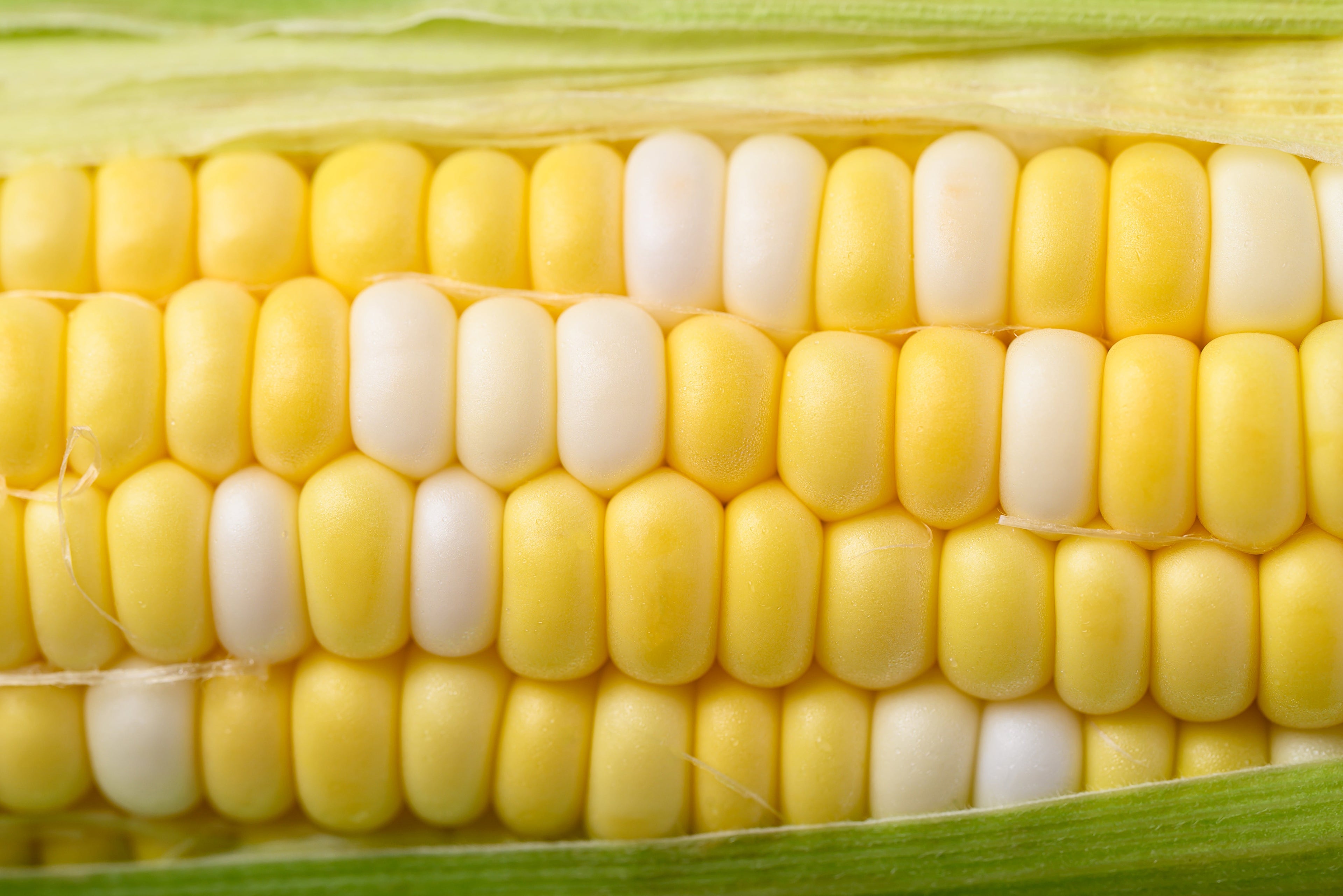 60 BICOLOR CORN DELECTABLE Yellow & White Zea Mays Vegetable Seeds