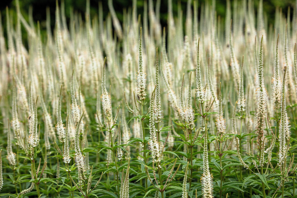 1000 CULVERS ROOT (Black Root) Veronicastrum Virginicum Flower Seeds