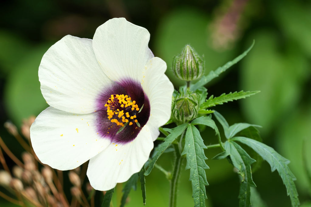 10 SIMPLY LOVE HIBISCUS (Flower of the Hour / Baldder Hibiscus) Hibiscus Trionum Flower Seeds