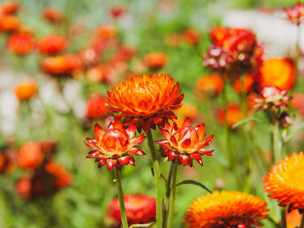 100 ORANGE DOUBLE STRAWFLOWER Xerochrysum Bracteatum Helichrysum Monstrosum Flower Seeds