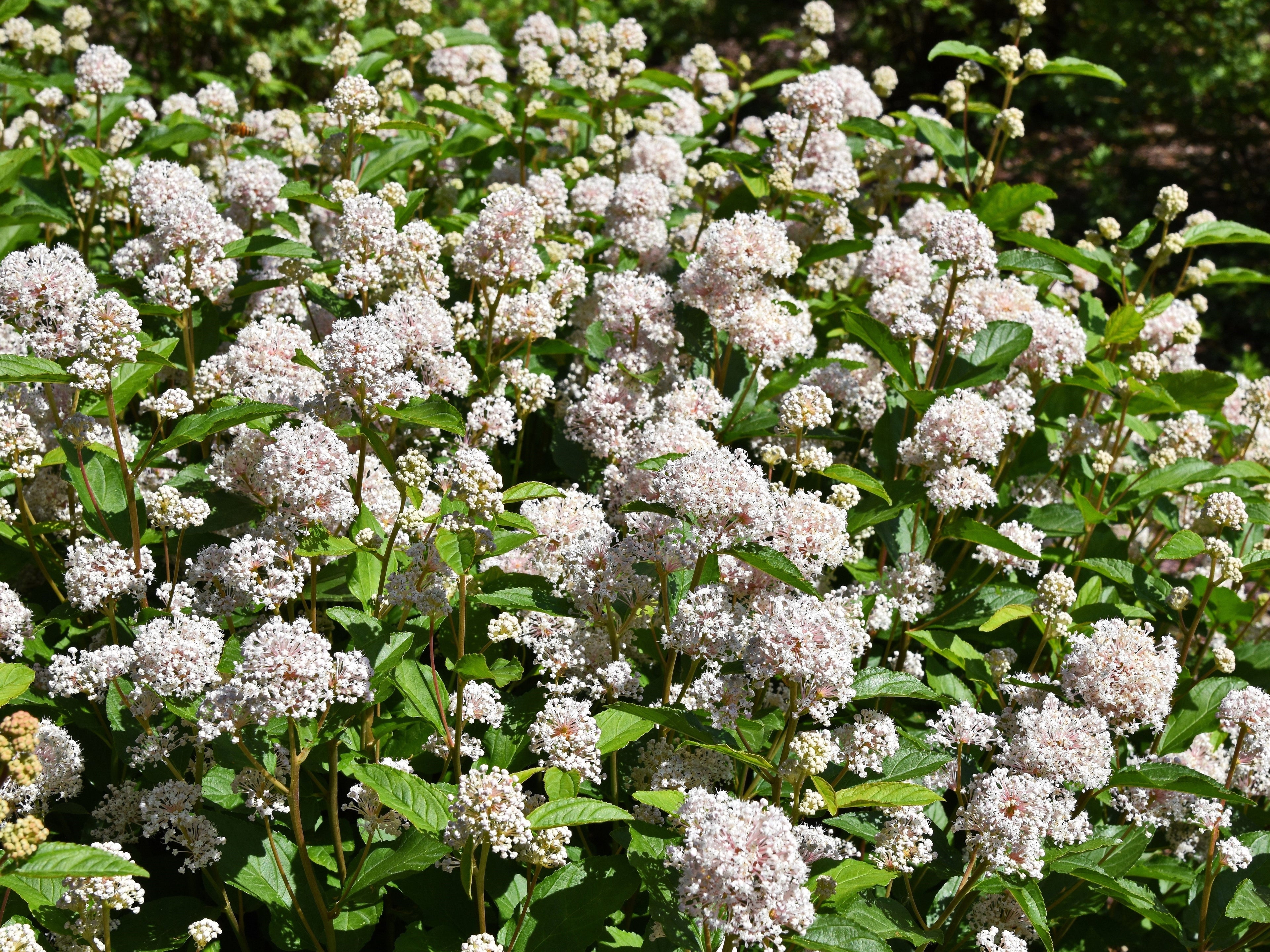20 NEW JERSEY TEA Hummingbird Flower Ceanothus Americanus White Light Pink Shrub Seeds