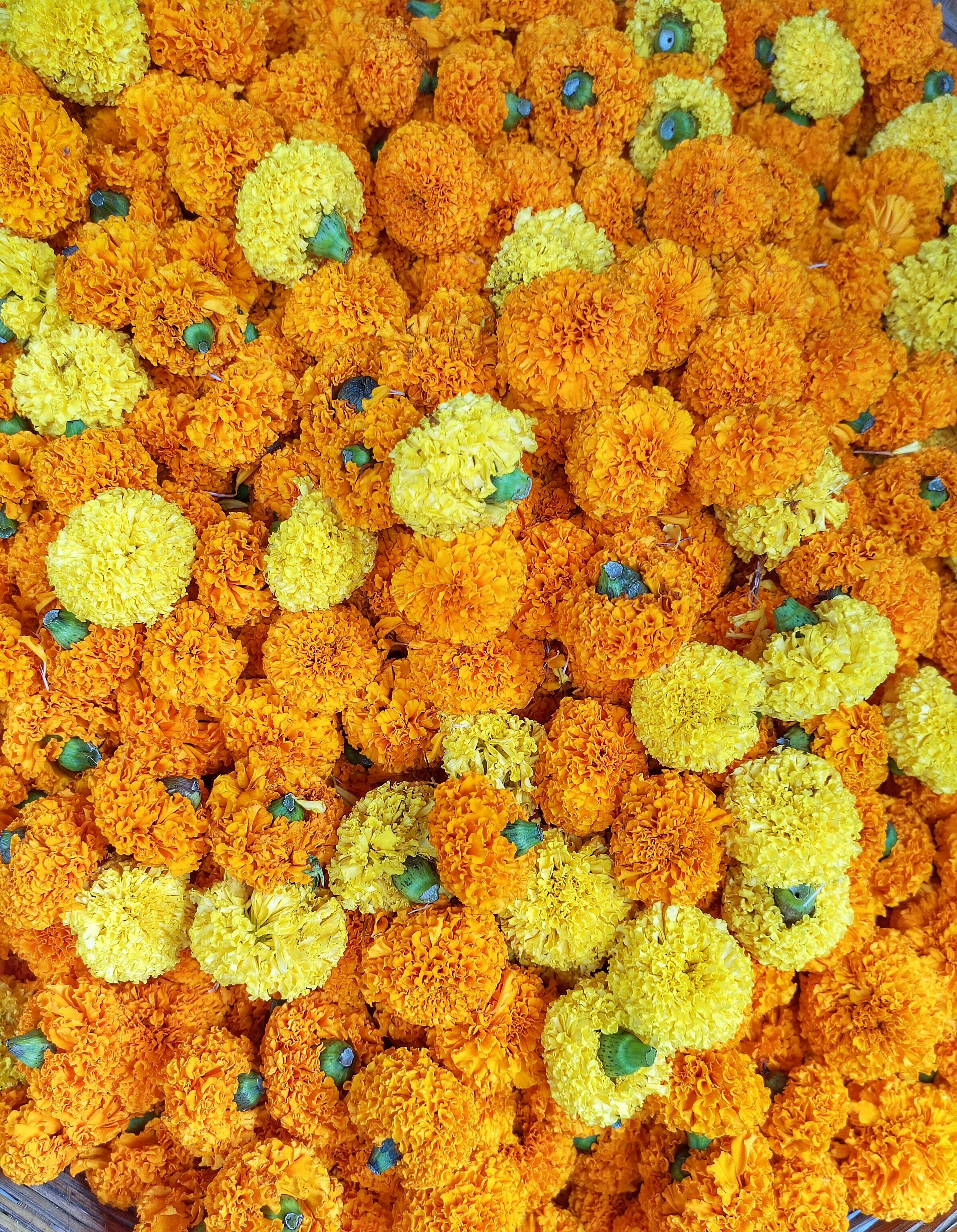 250 AFRICAN MARIGOLD CRACKERJACK Mixed Color Tagetes Erecta Flower Seeds