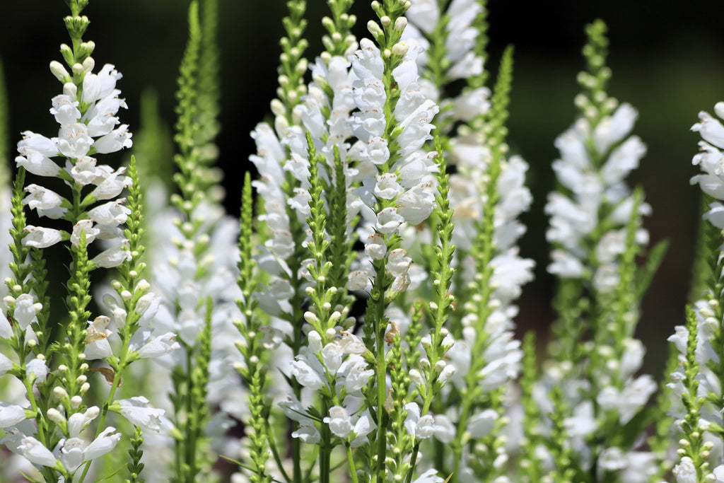 50 WHITE Showy OBEDIENT PLANT False Dragon Head Physostegia Virginiana Flower Seeds