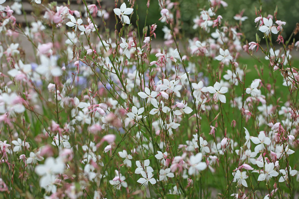 100 White GAURA WHIRLING BUTTERFLIES Gaura Lindheimeri Flower Seeds