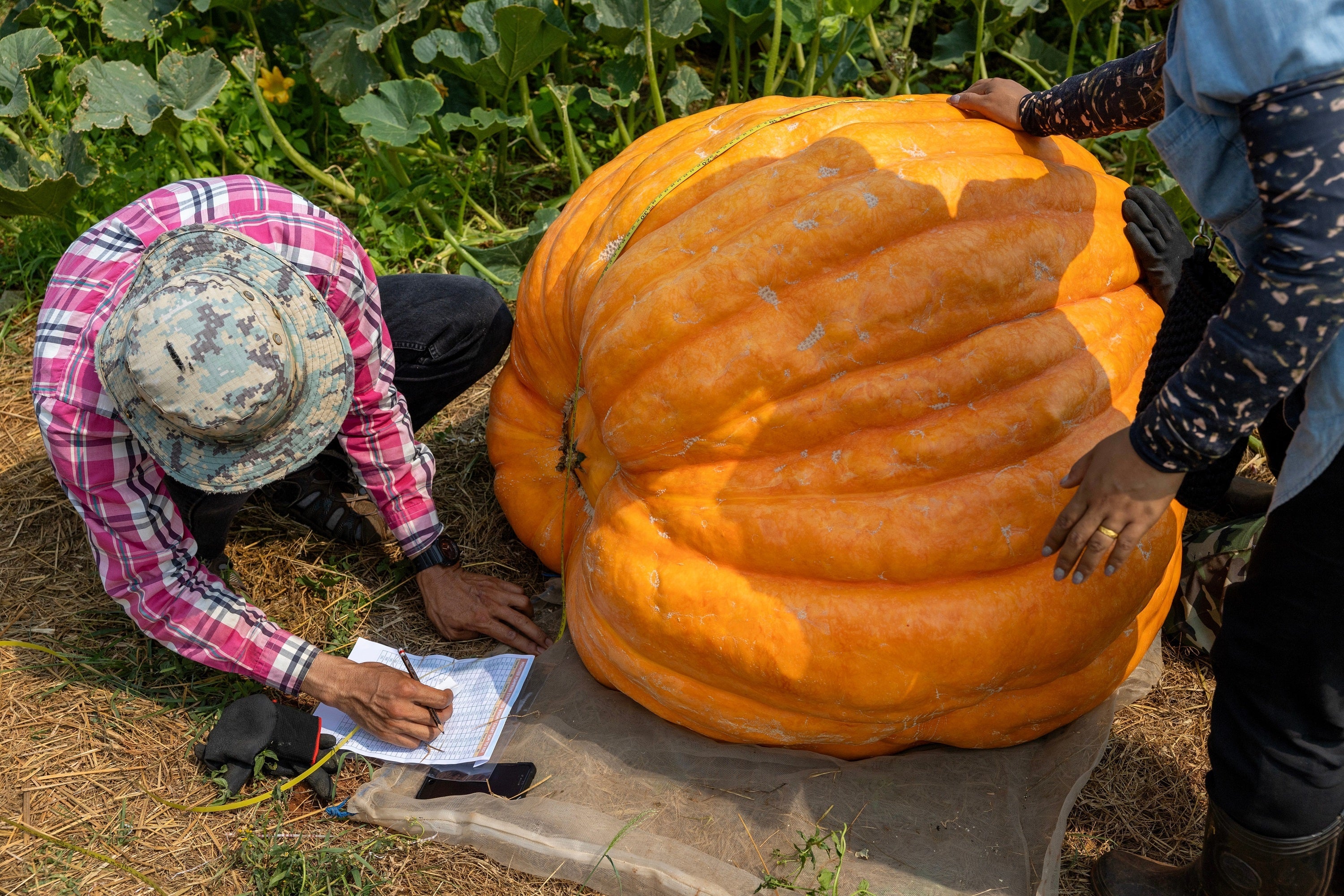 10 Dill's ATLANTIC GIANT PUMPKIN Up to 2000 lb Cucurbita Vegetable Seeds