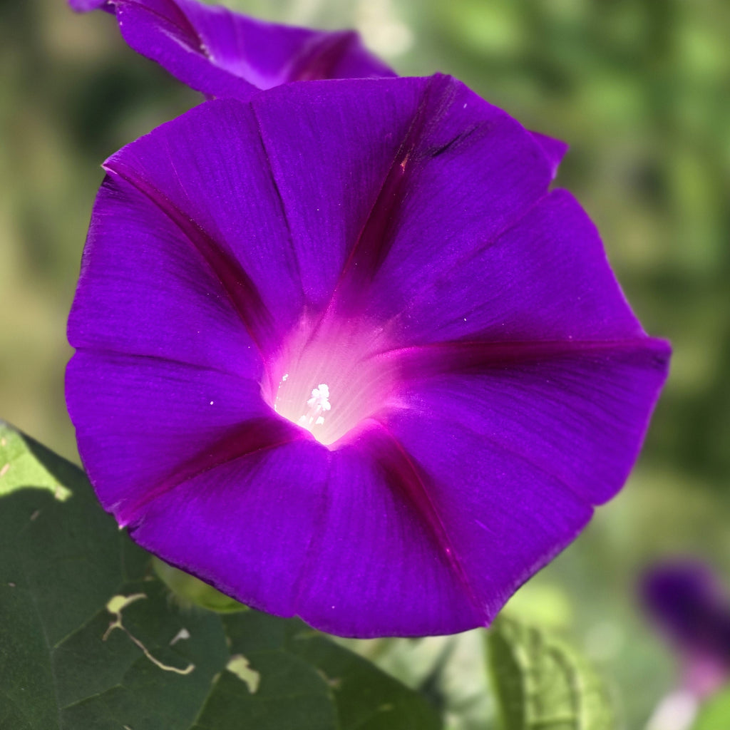 50 Mixed Colors MORNING GLORY Ipomoea Purpurea Vine Flower Seeds
