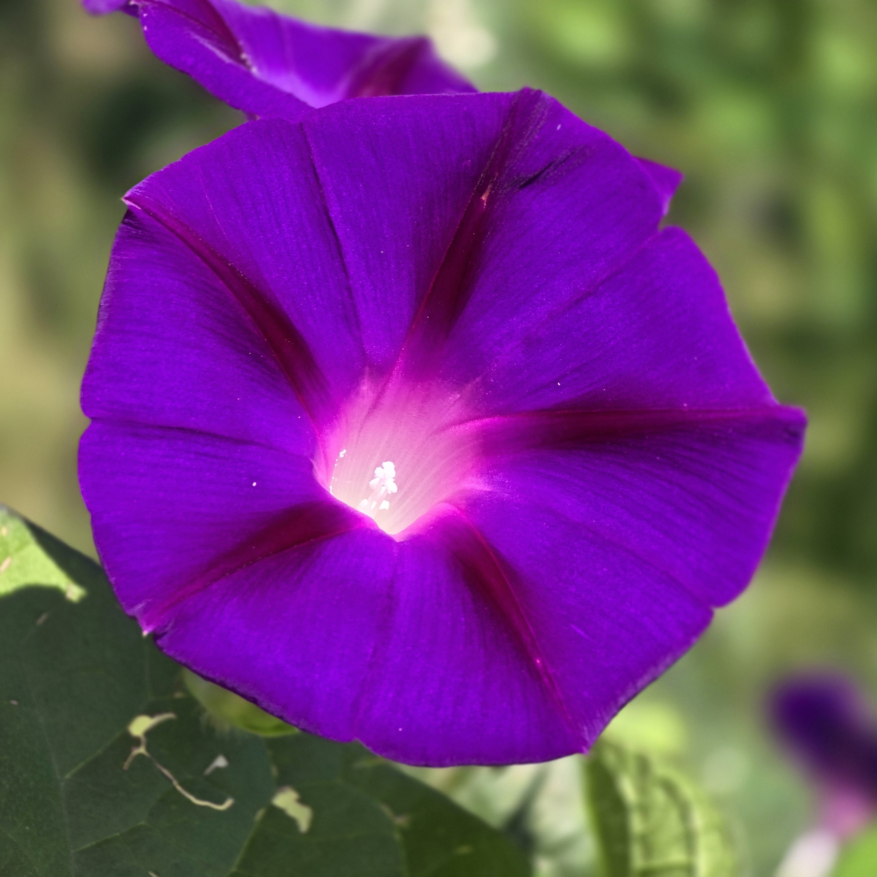 50 Mixed Colors MORNING GLORY Ipomoea Purpurea Vine Flower Seeds